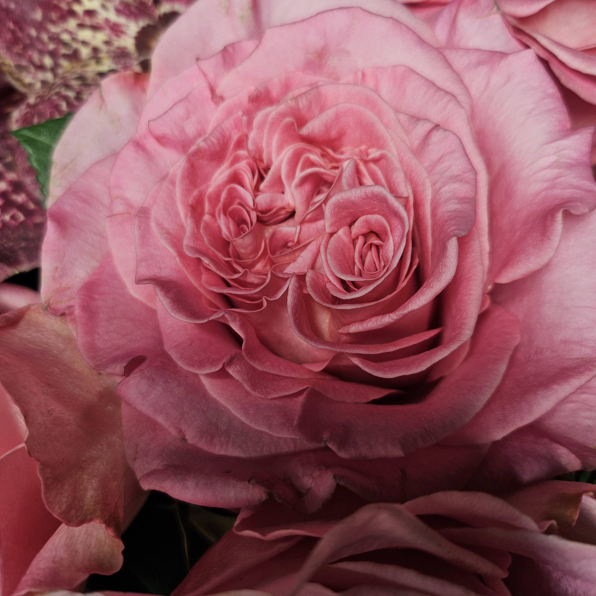 Close-up of pink roses with layered petals