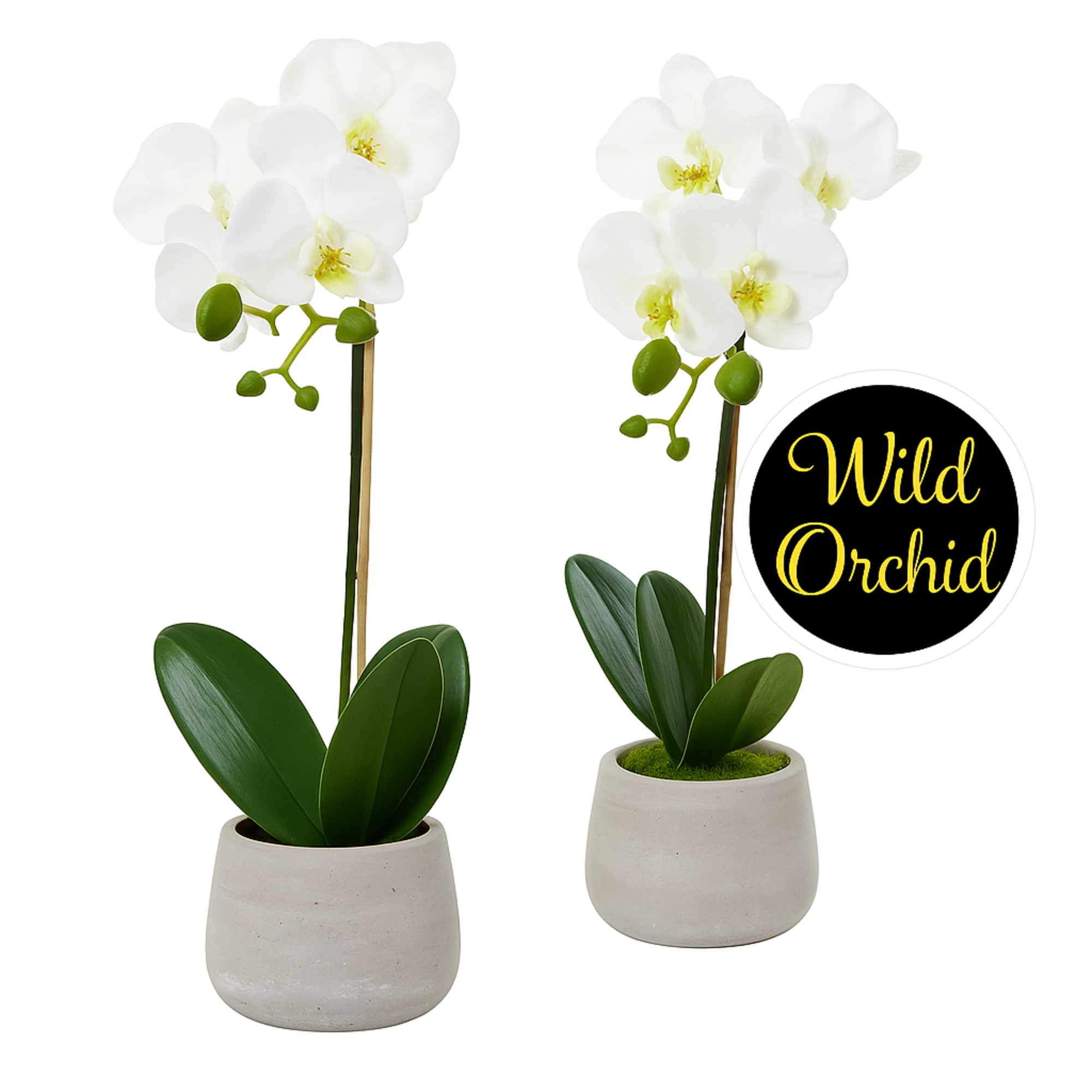 Two white orchid plants in gray pots with a Wild Orchid label