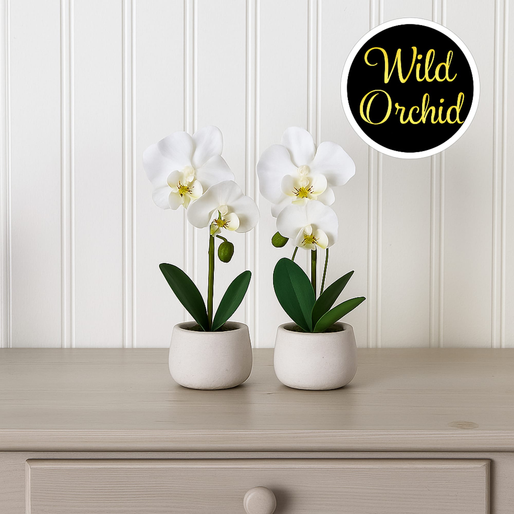 Two white orchid plants in small white pots on a table
