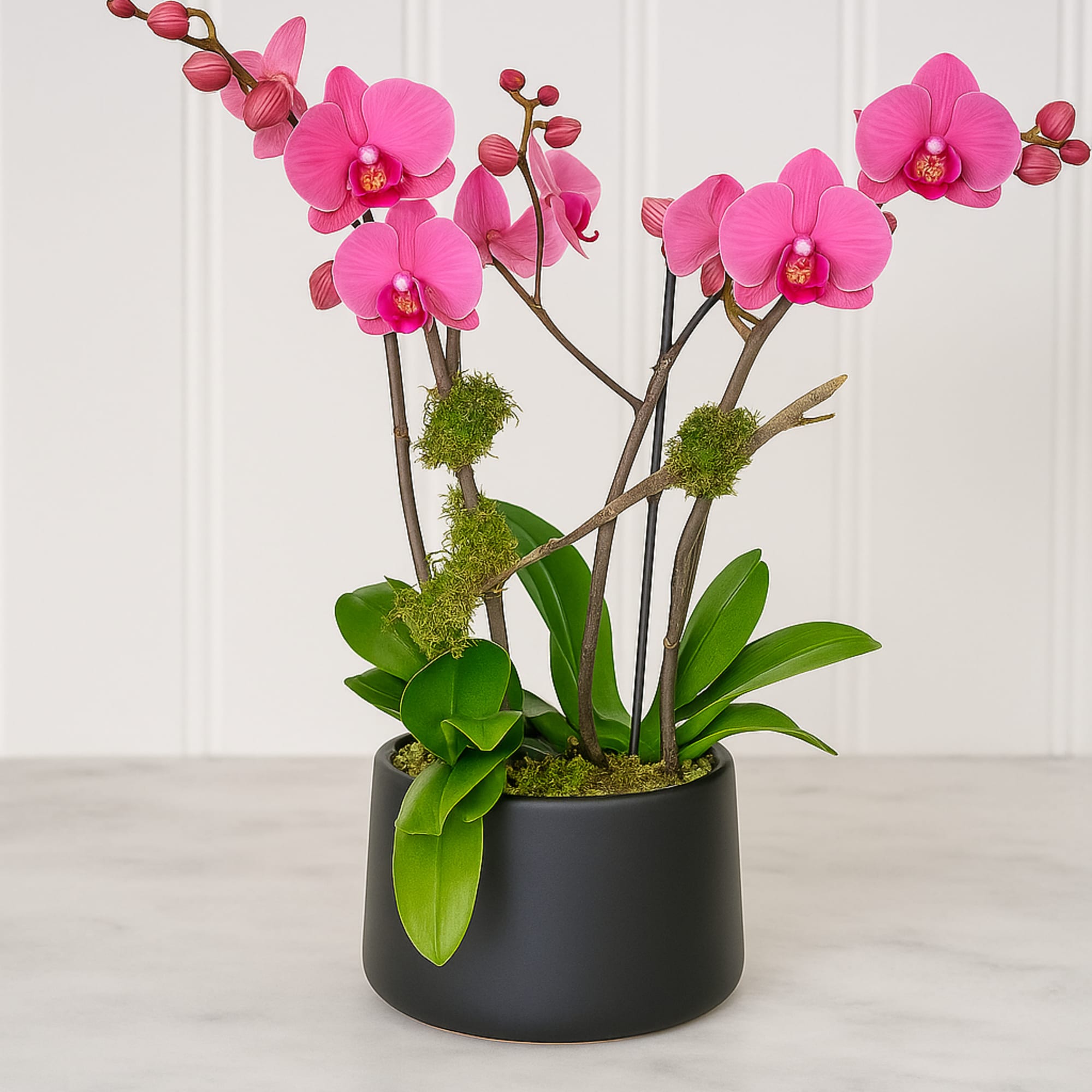 Pink orchid stems in a black pot with bright green leaves