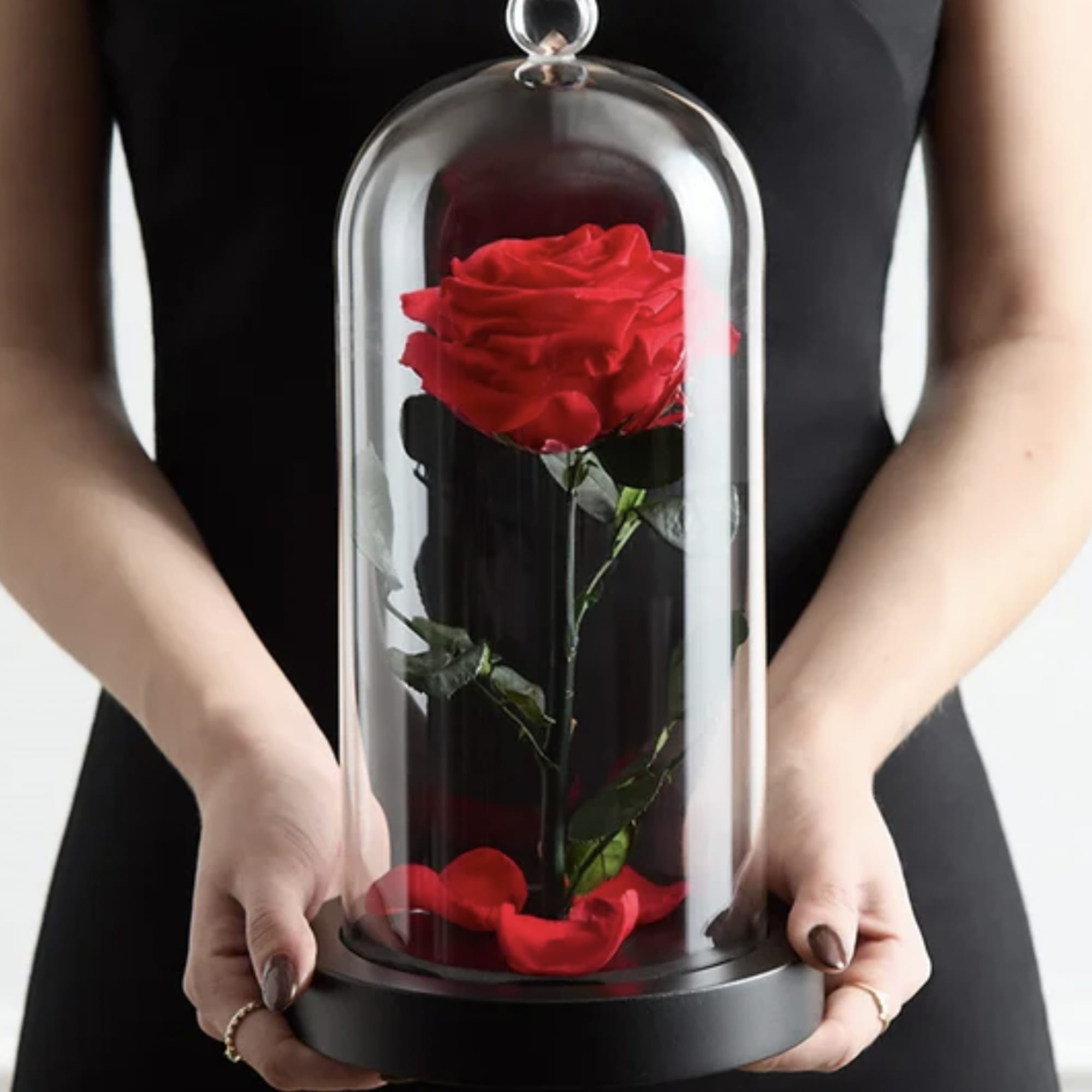 Single red rose under a glass dome held in both hands