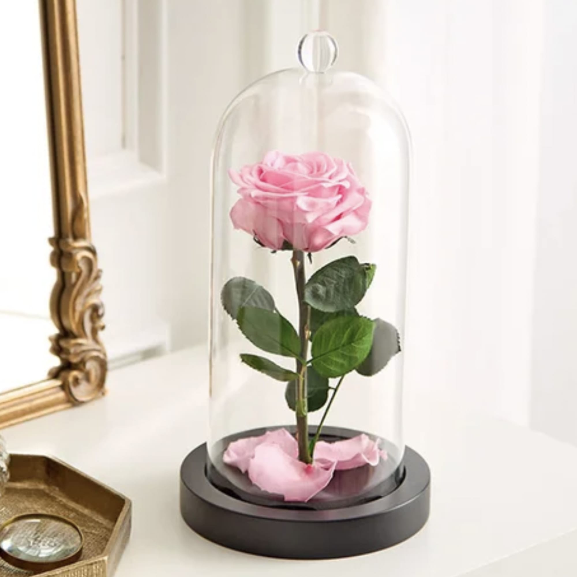 Pink rose under a glass dome on a black base