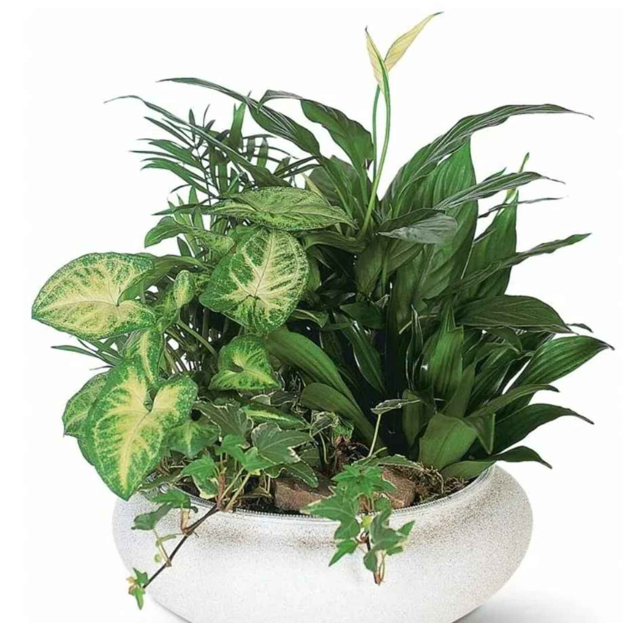 Mixed green houseplants arranged in a white planter