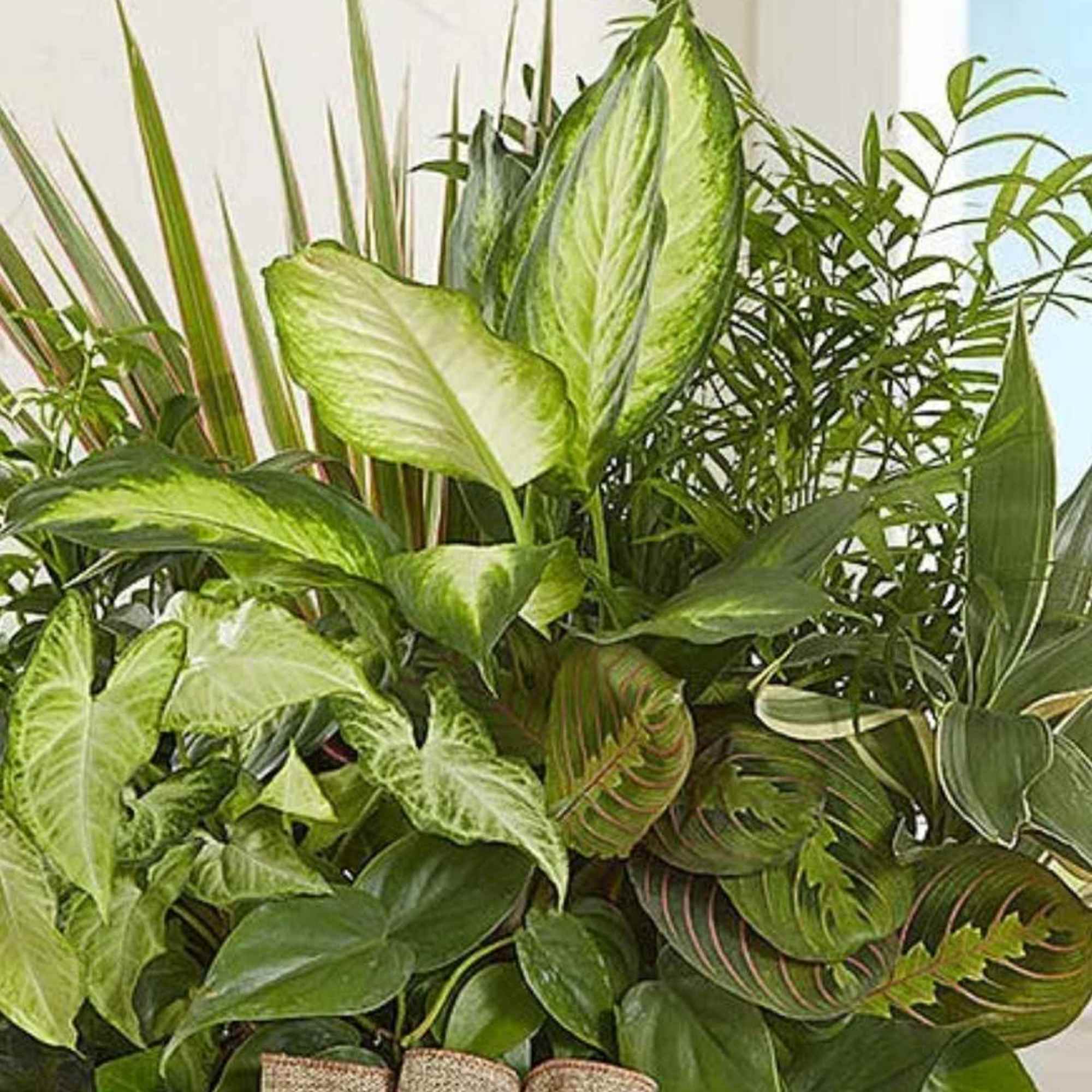 Lush green houseplant arrangement in a wicker basket with a burlap bow