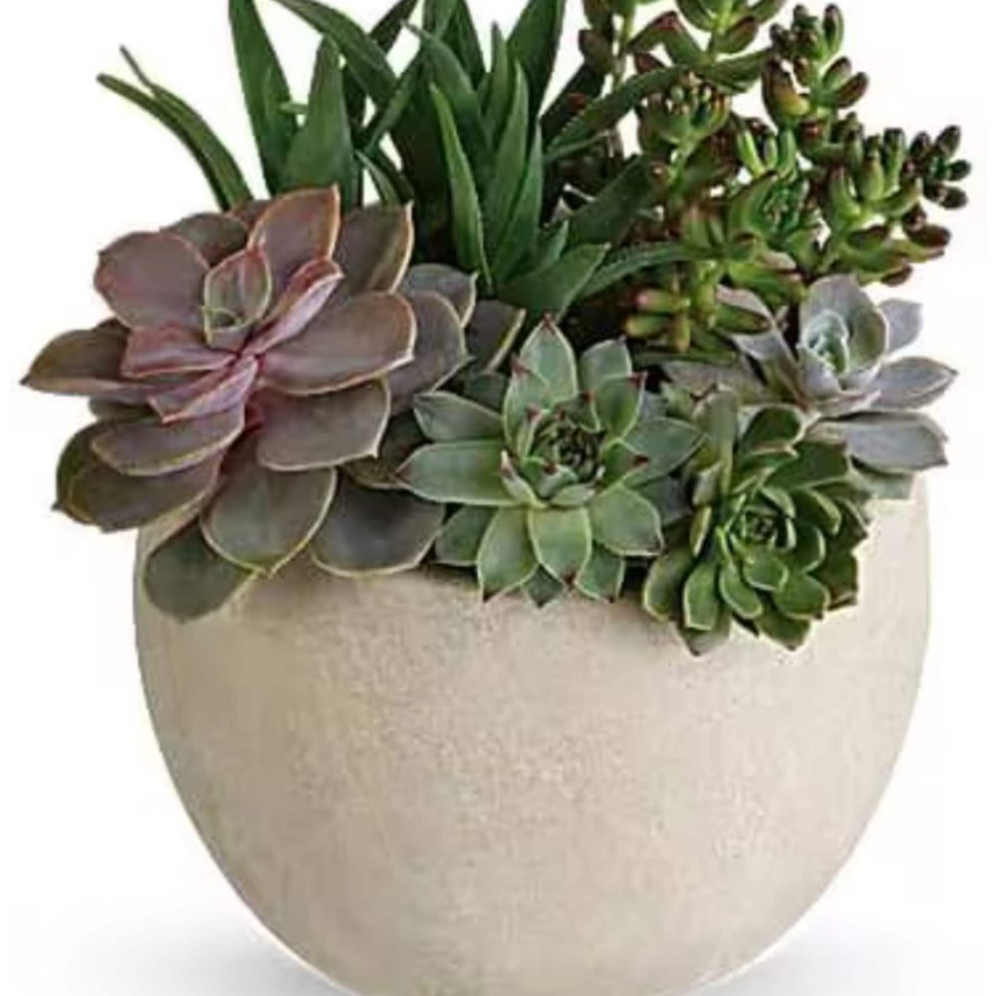 Succulent arrangement in a round beige pot