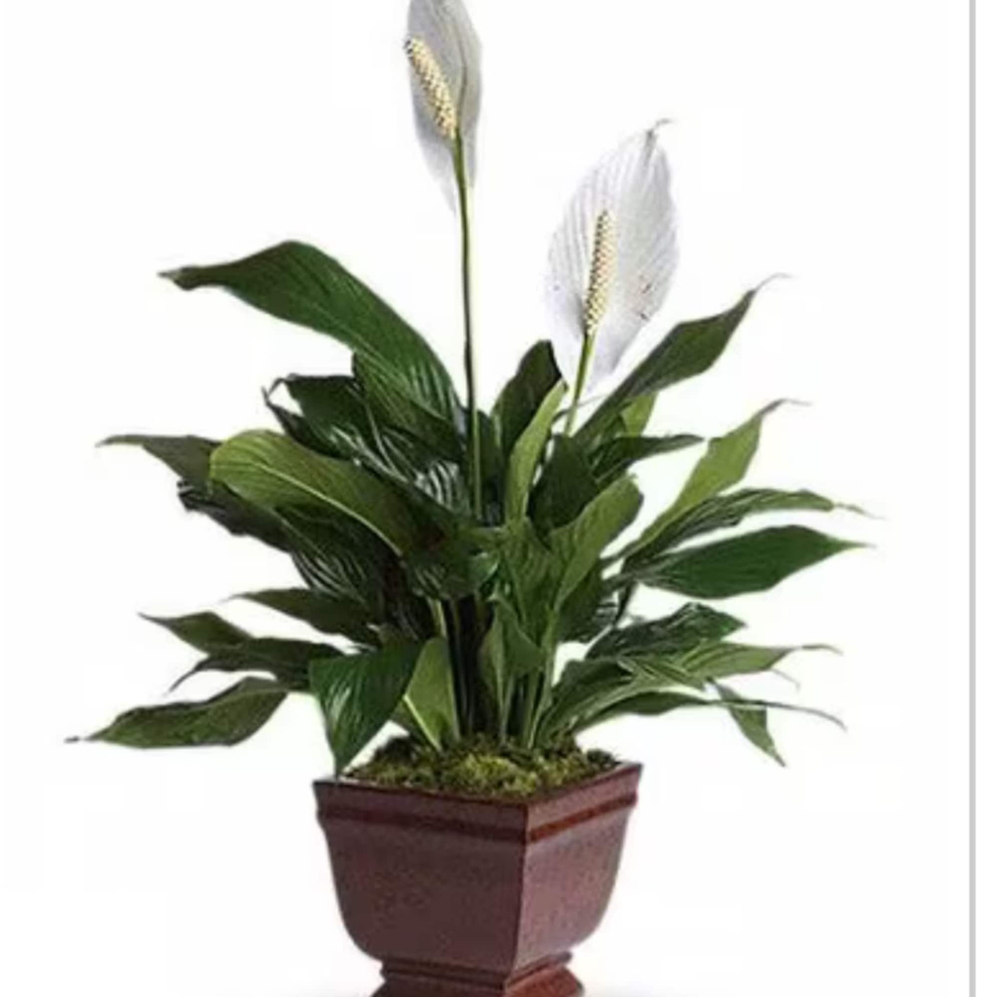 Potted peace lily plant with white blooms in a brown planter