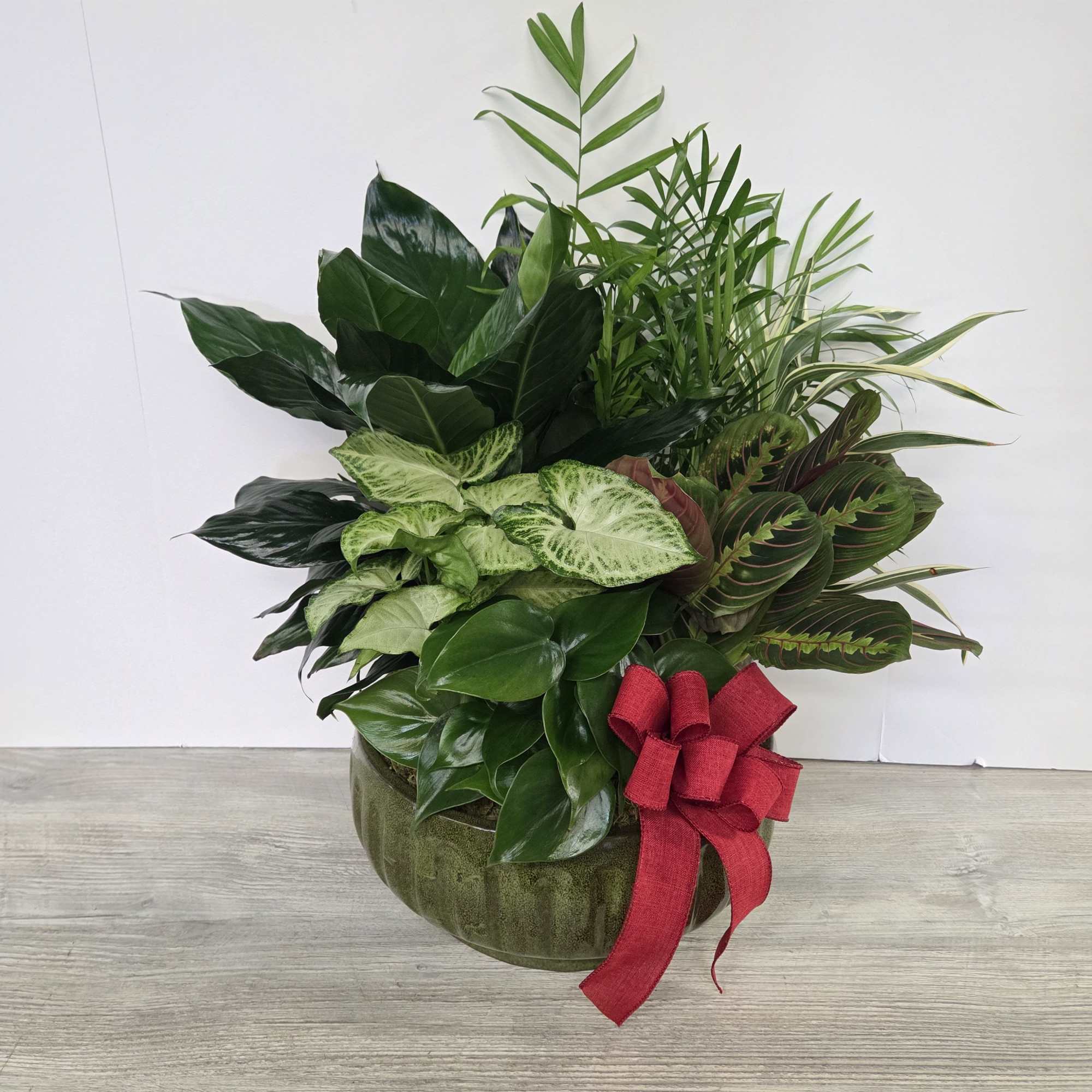 Mixed green houseplants in a round green container with a red bow