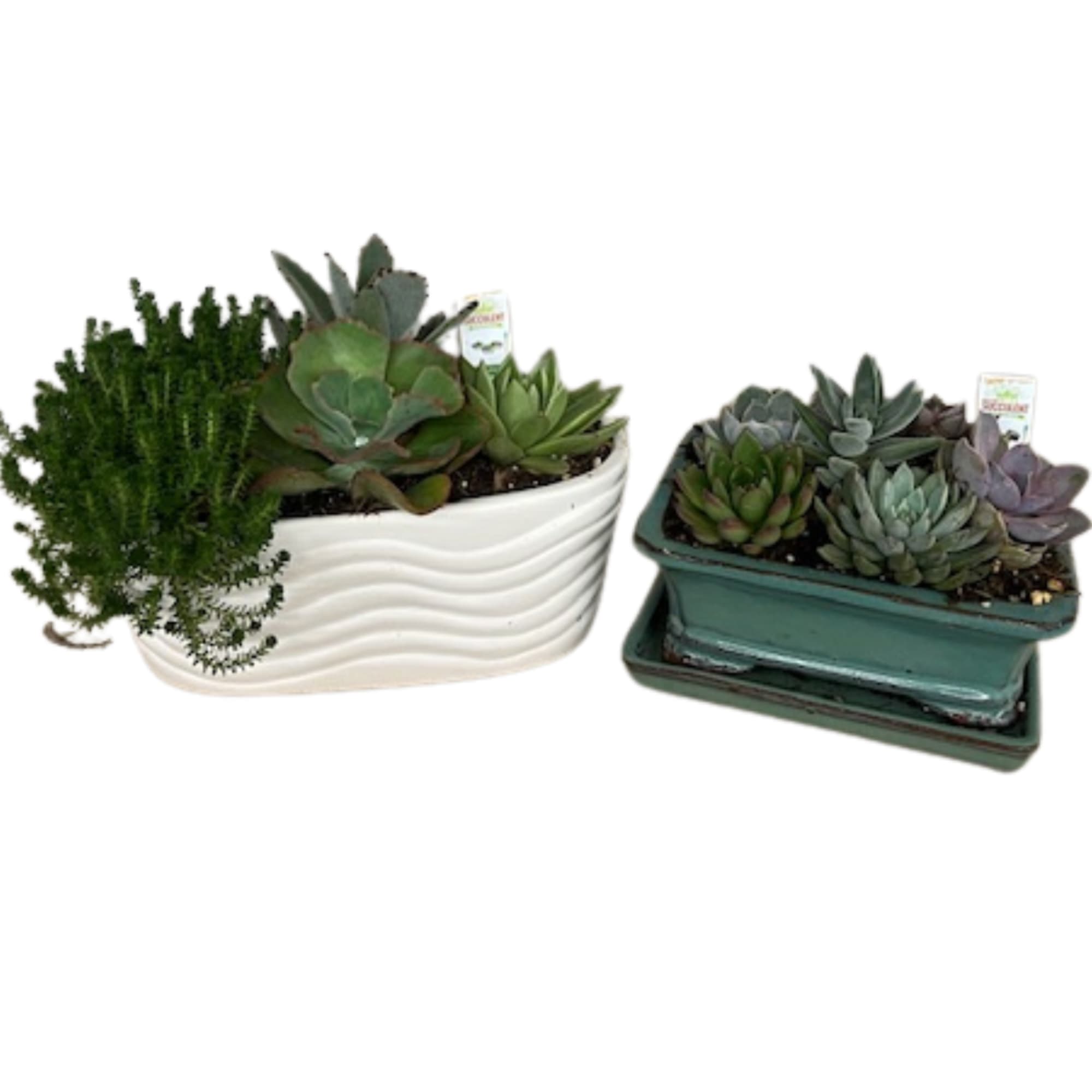 Compact succulent arrangement that bring calm, contemporary style to everyday gifting-perfect as
