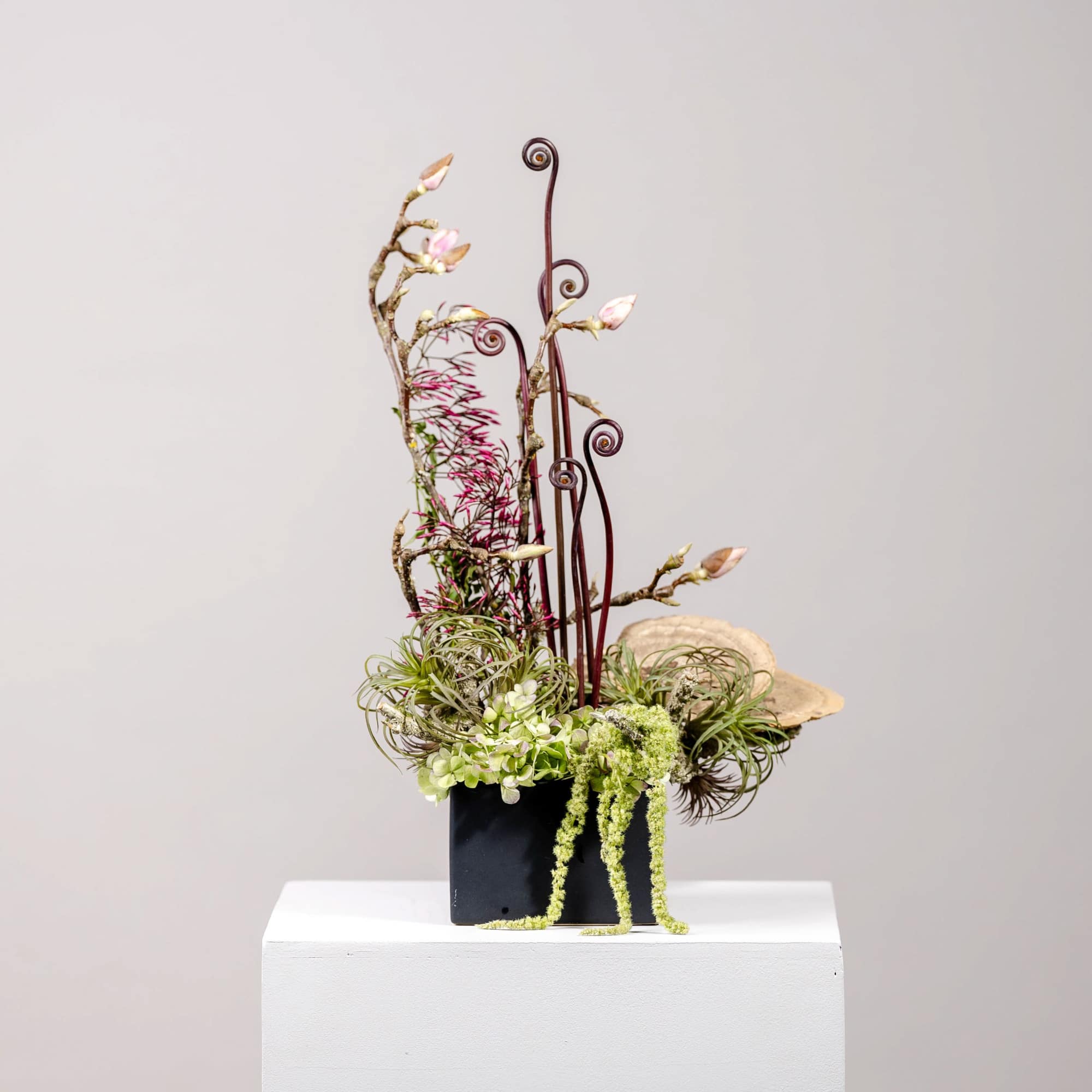 Modern floral arrangement with curly branches and green air plants in a black vase