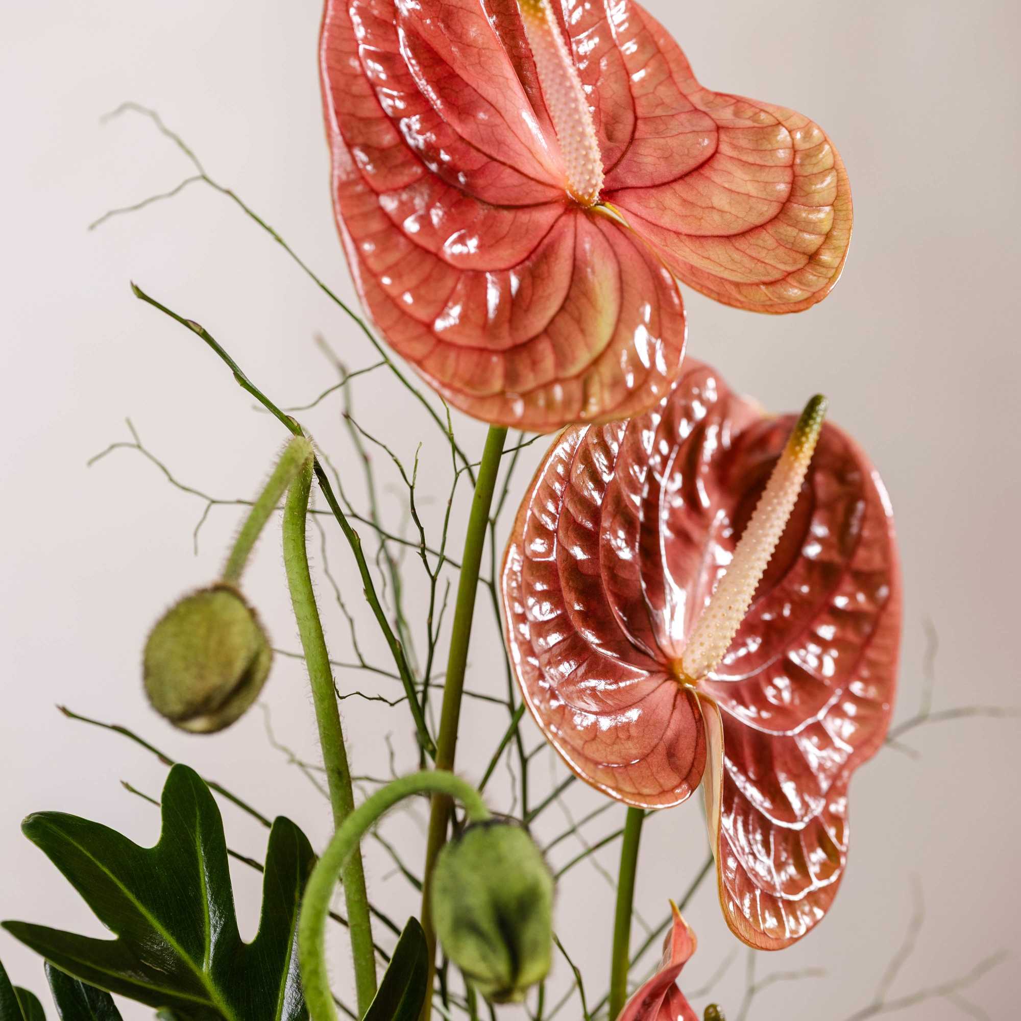 Pink anthurium flowers with dark green foliage