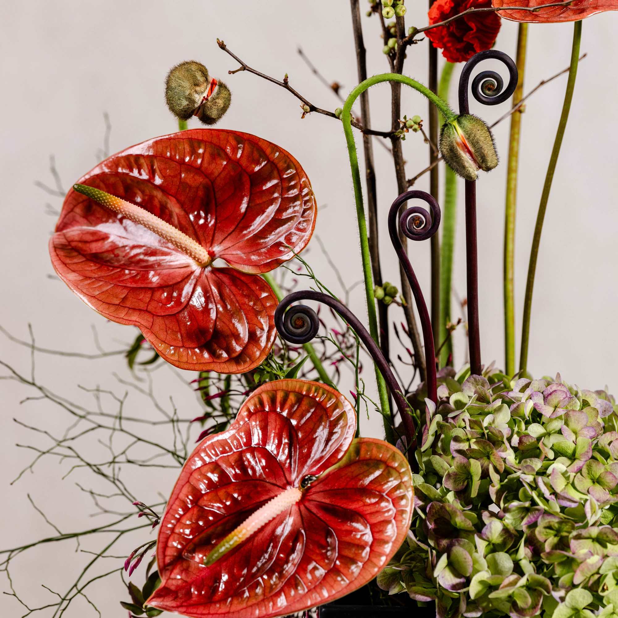 Modern arrangement with red anthuriums and green hydrangeas in a black vase
