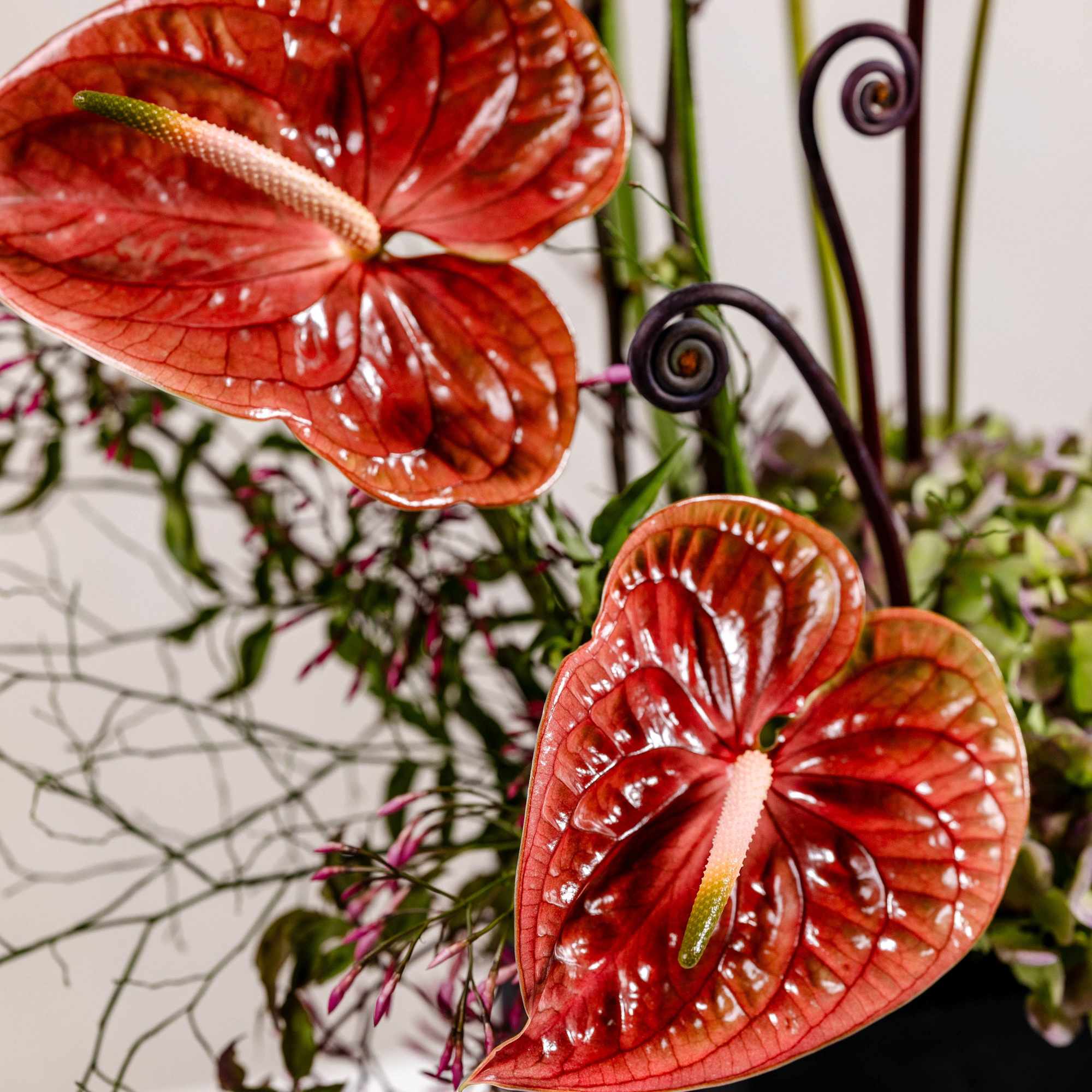 Red anthurium flowers in a black container with curly stems