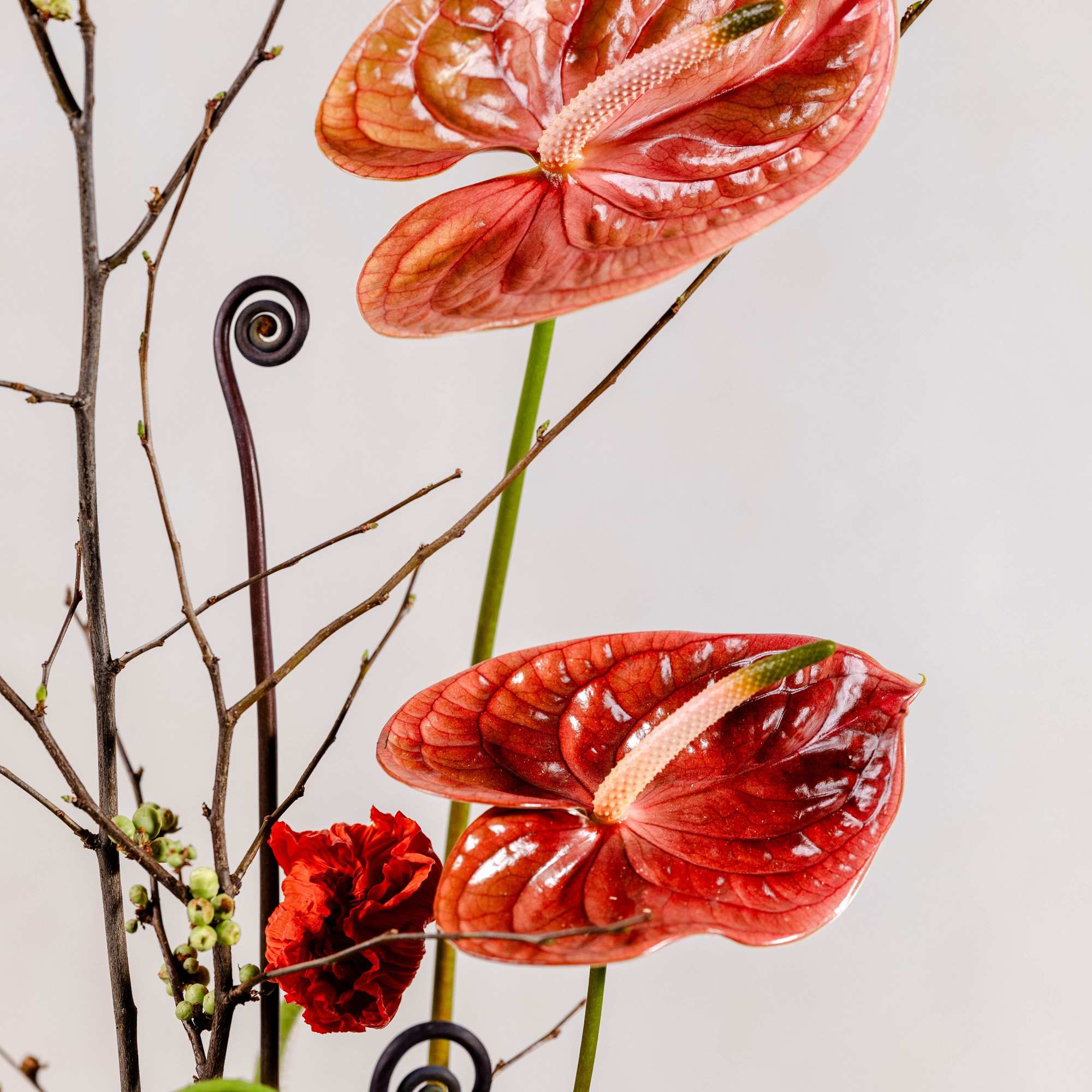 Red anthurium blooms with branches and a small red carnation