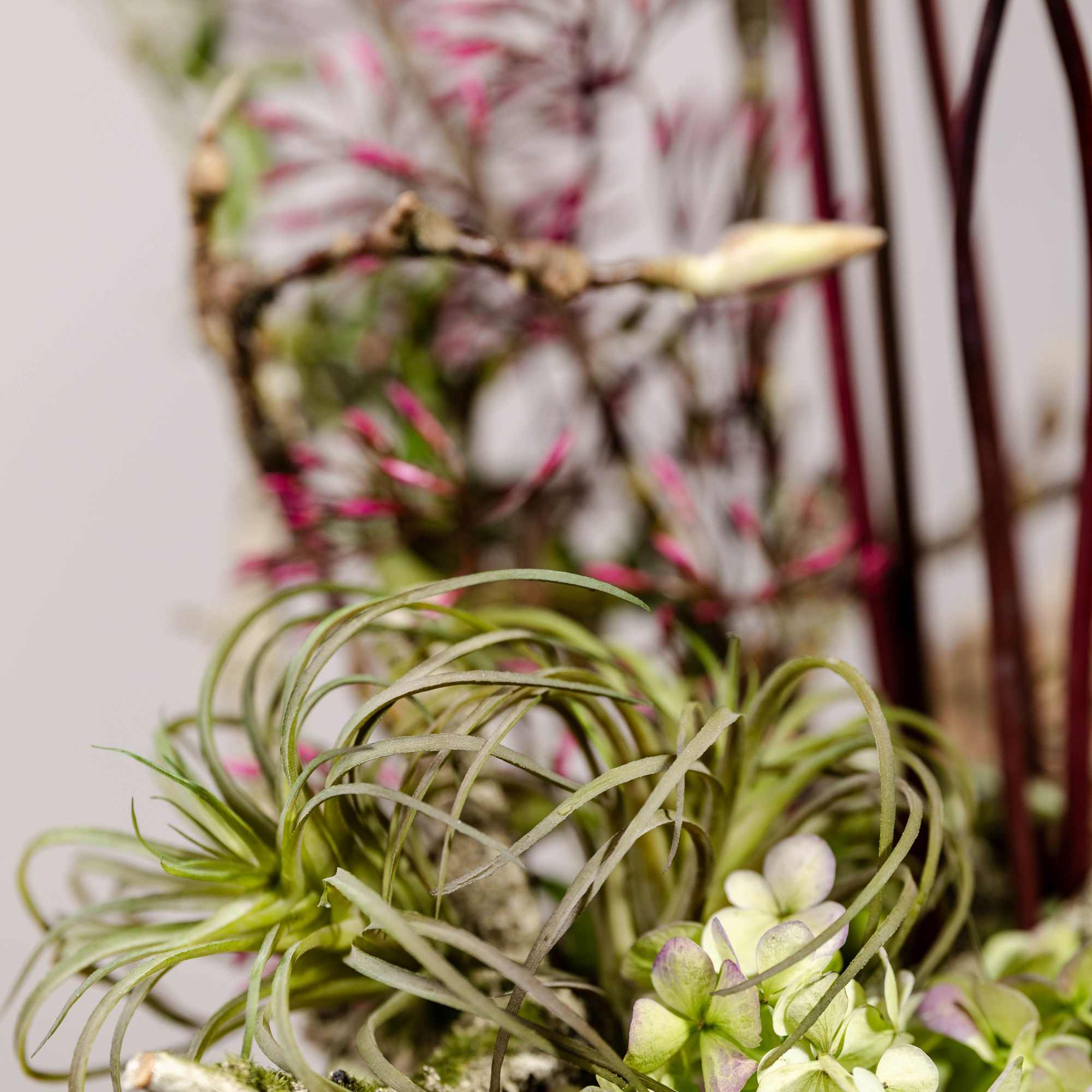 Air plants and pale green hydrangea blooms in a decorative arrangement