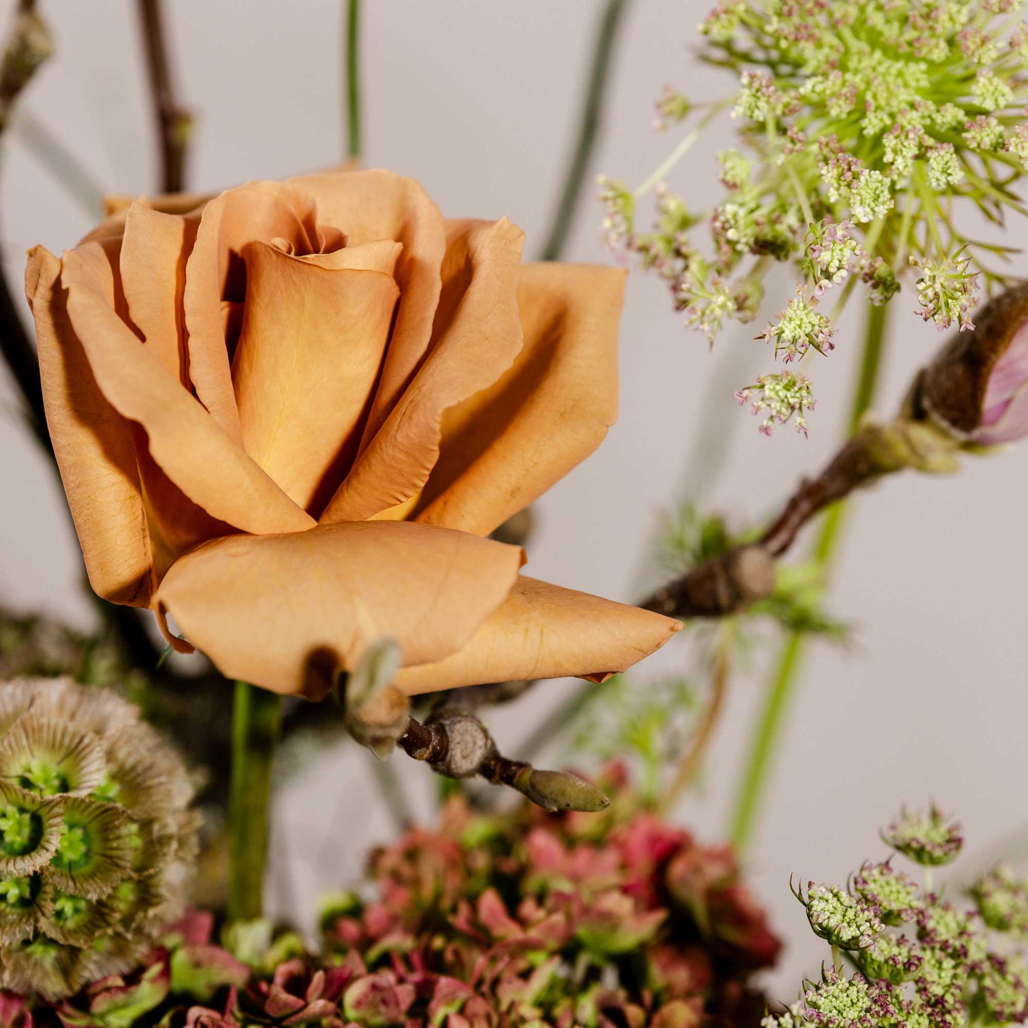 Close-up of a peach rose with small white filler flowers