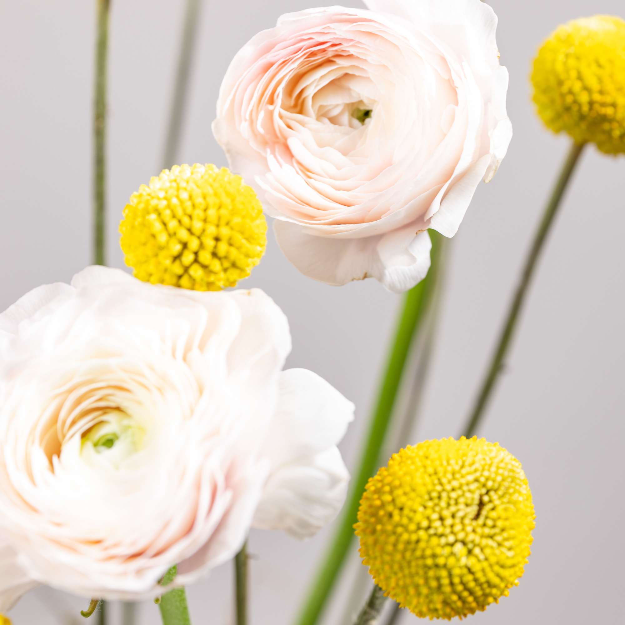 White ranunculus with yellow billy balls in a simple arrangement
