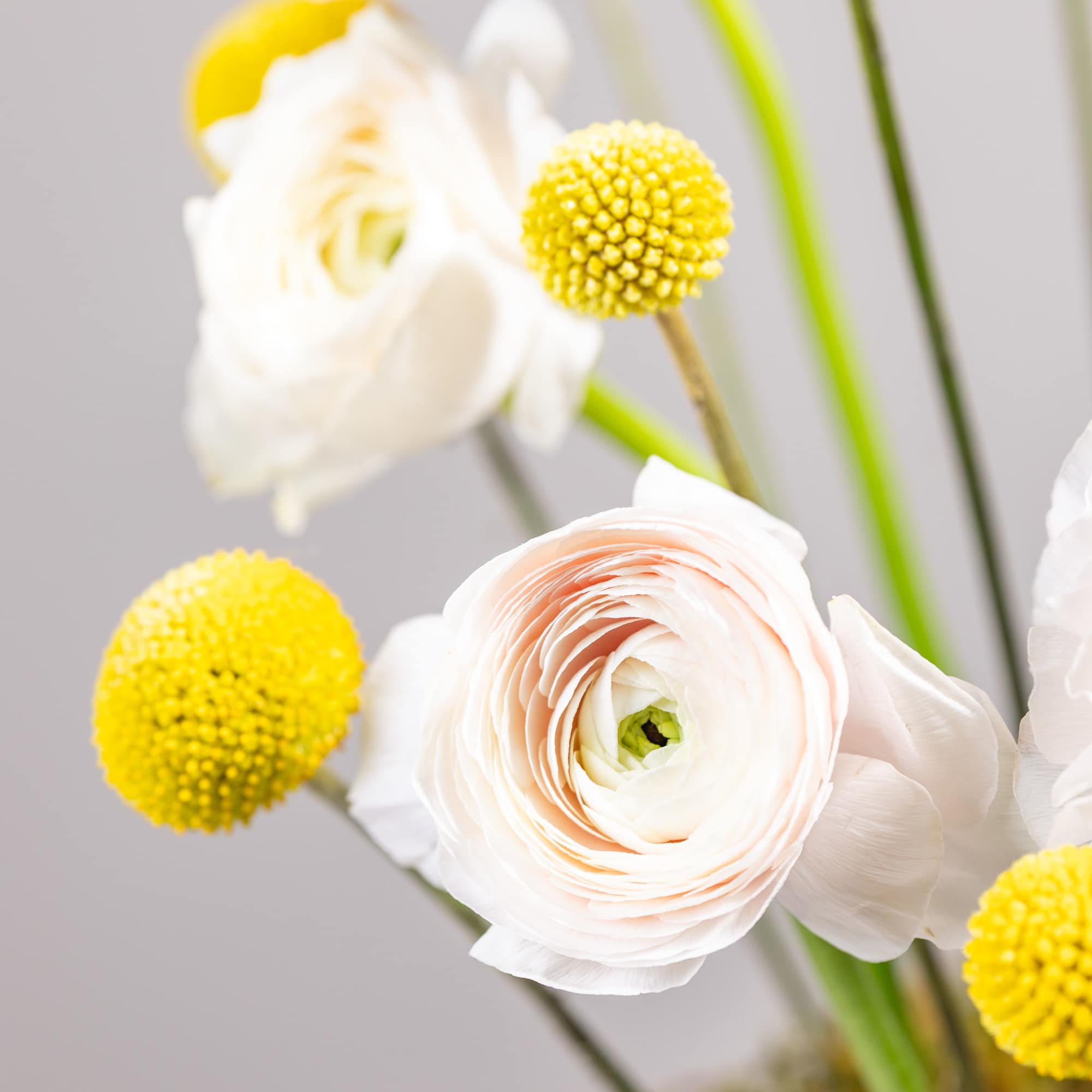 White ranunculus with yellow pom-pom blooms in a close-up floral arrangement