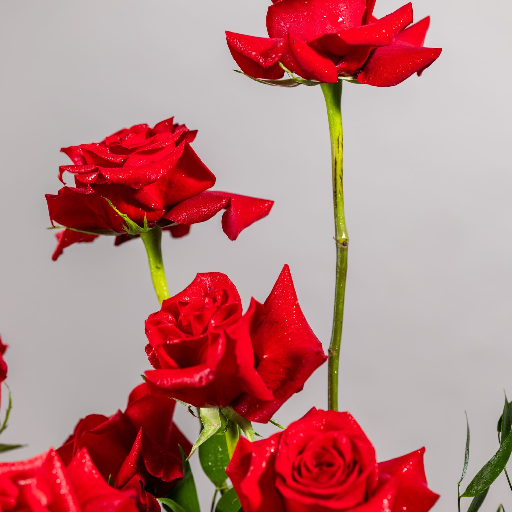 Red roses arranged against a plain light background