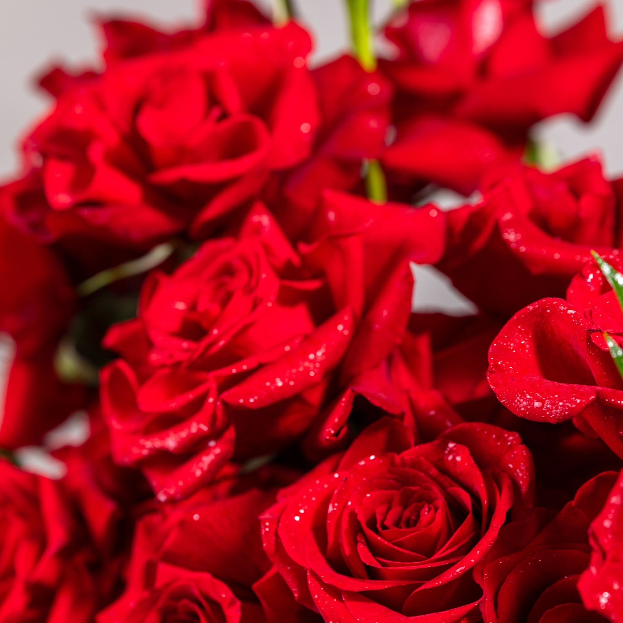 Close-up bouquet of red roses