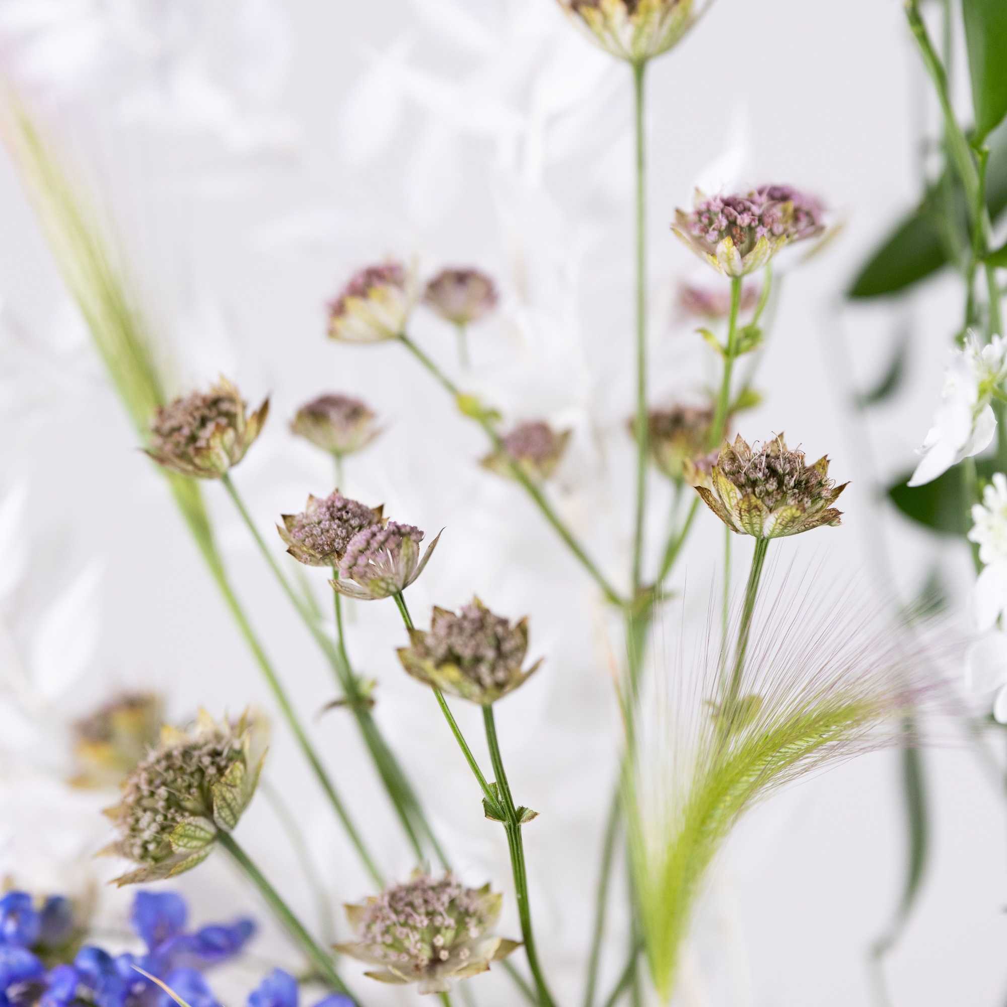 Close-up of small purple flowers with airy grass-like stems