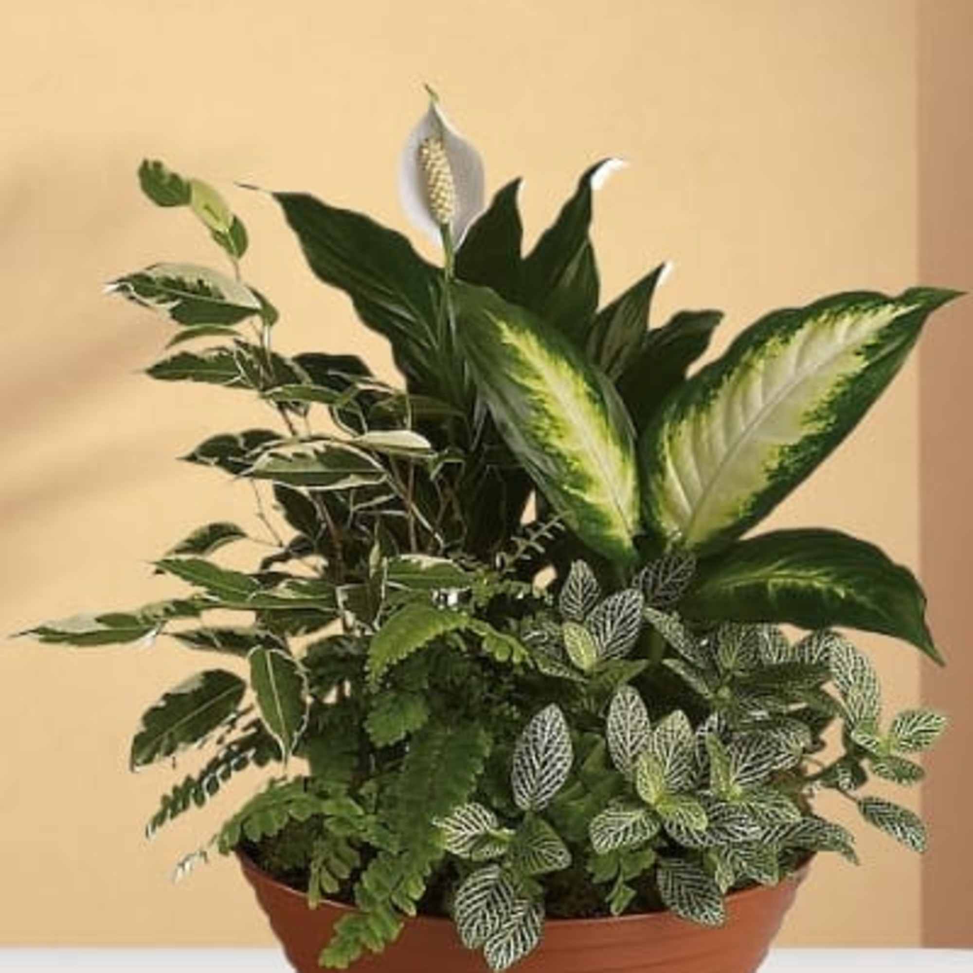 mix green plants dish garden
