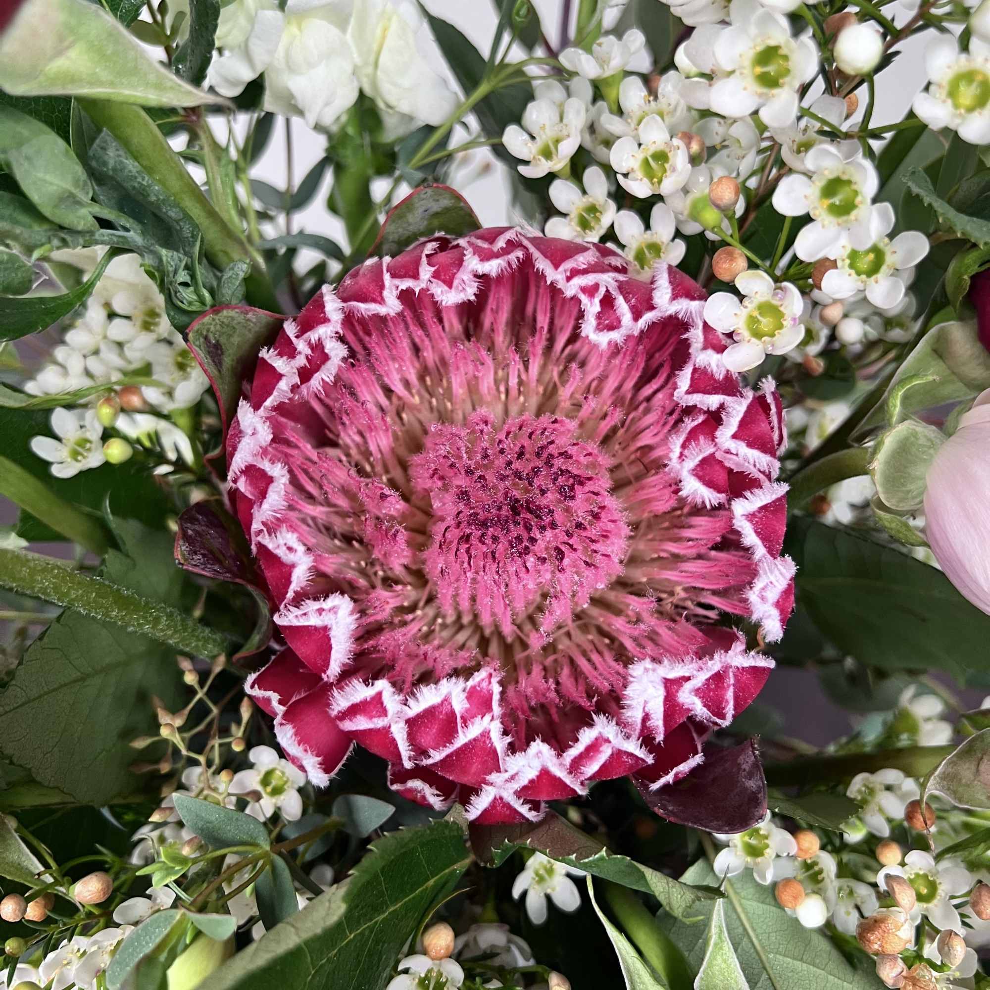 Pink protea surrounded by small white blossoms