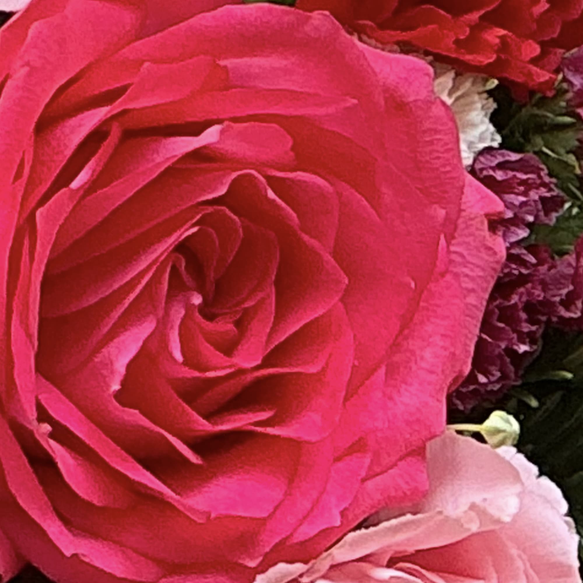 Close-up of a bright pink rose with purple and pale pink flowers
