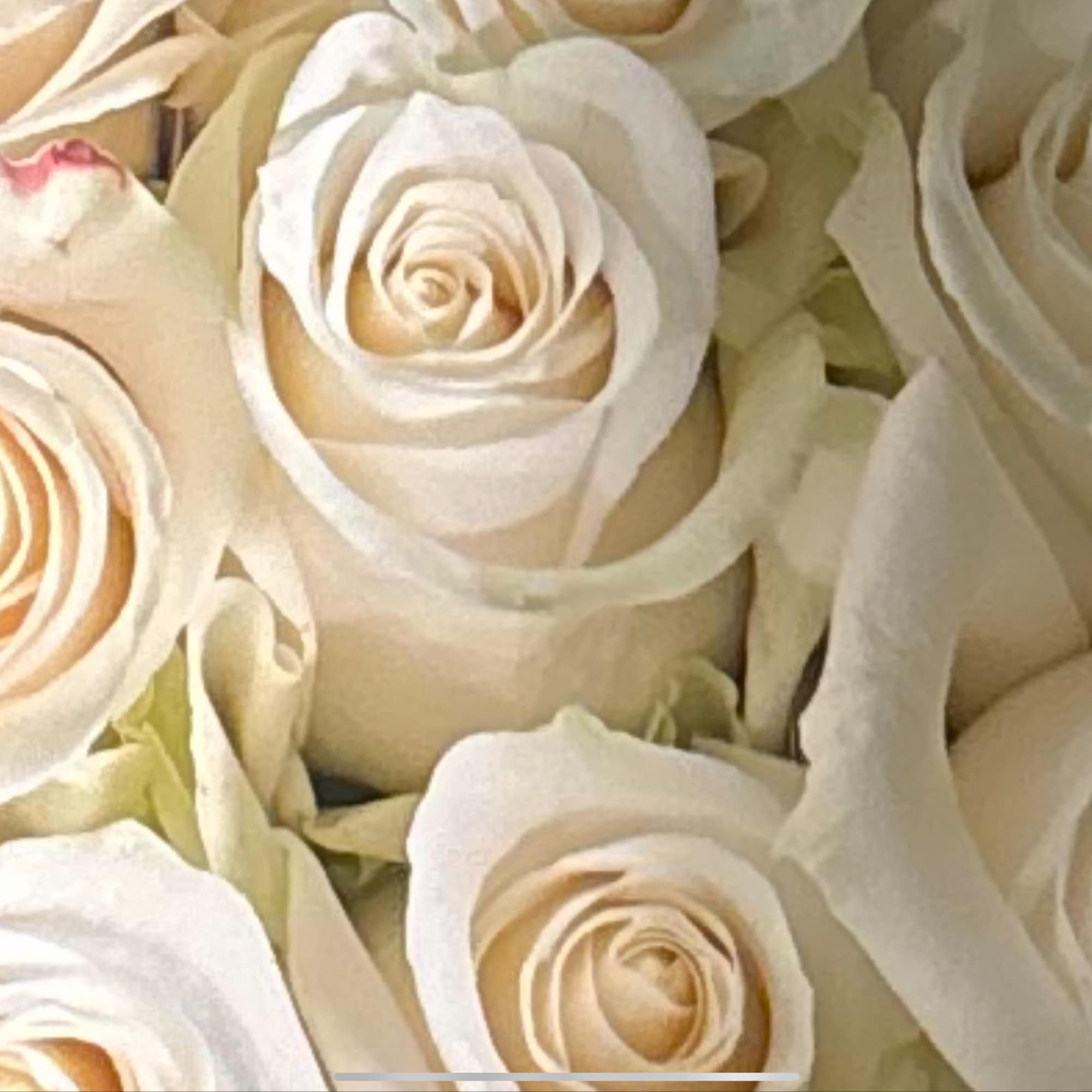 Close-up of cream white roses clustered together