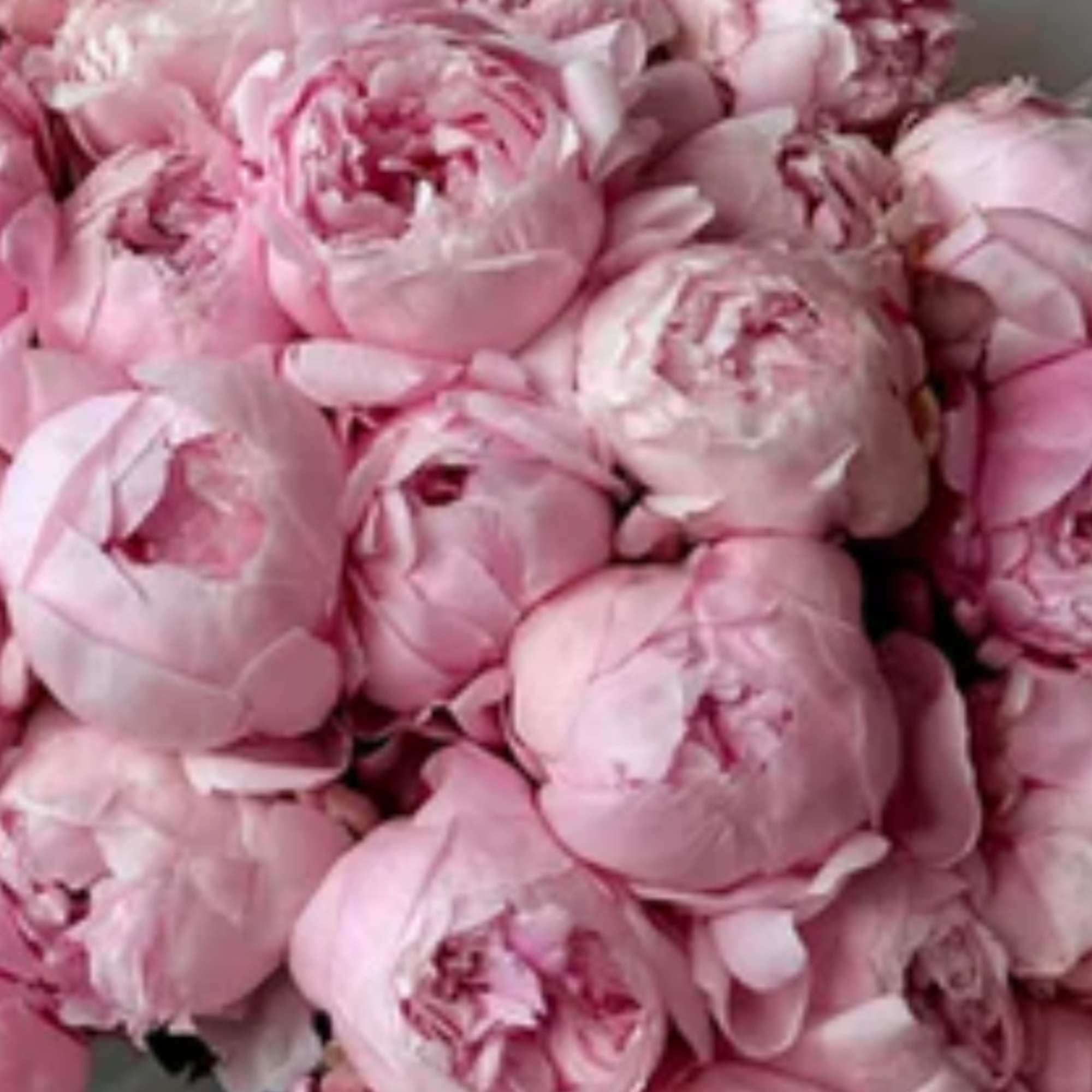 Cluster of pale pink peony blooms filling the frame