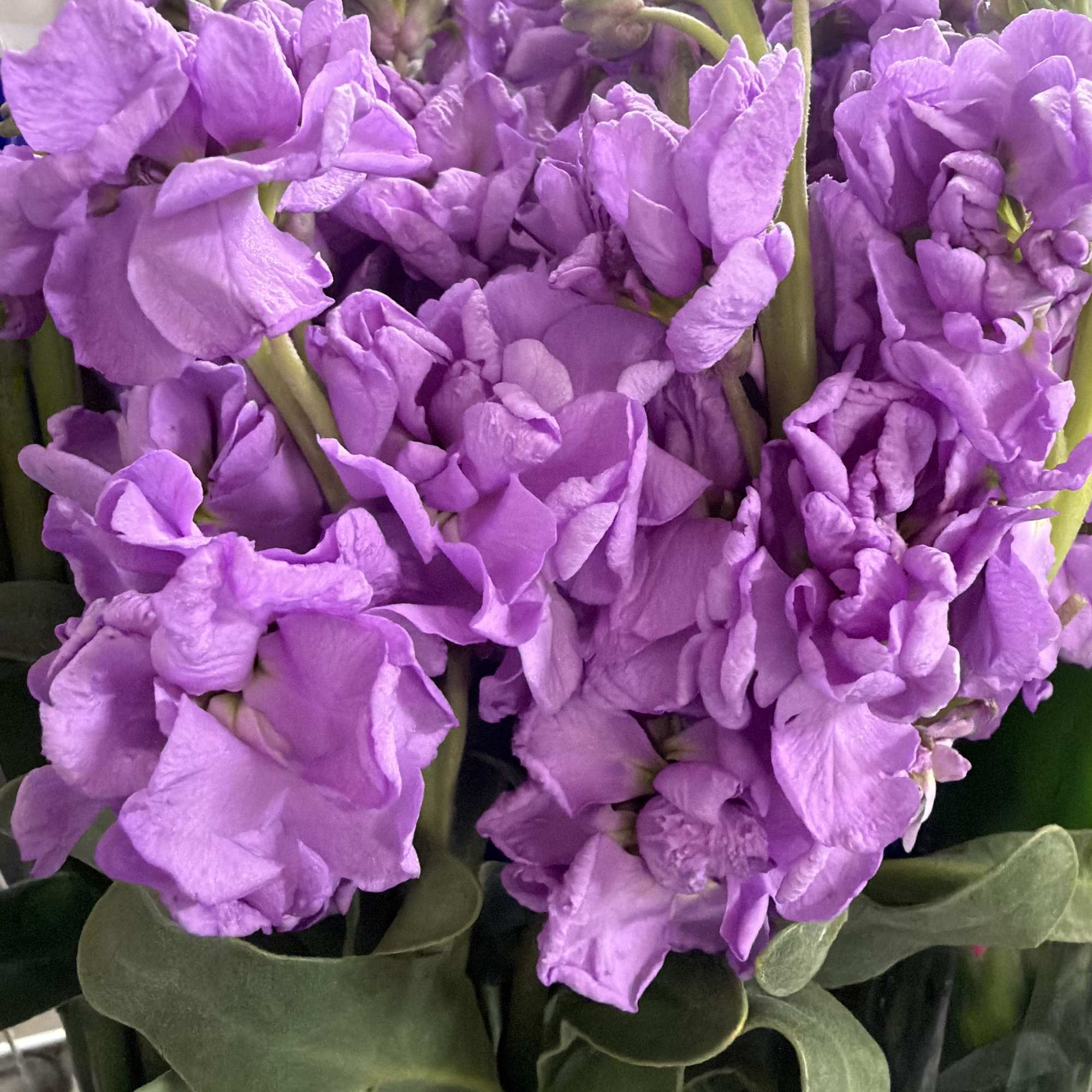 Bright pink roses and stargazer lilies come together with purple lisianthus and, photo 3 of 3