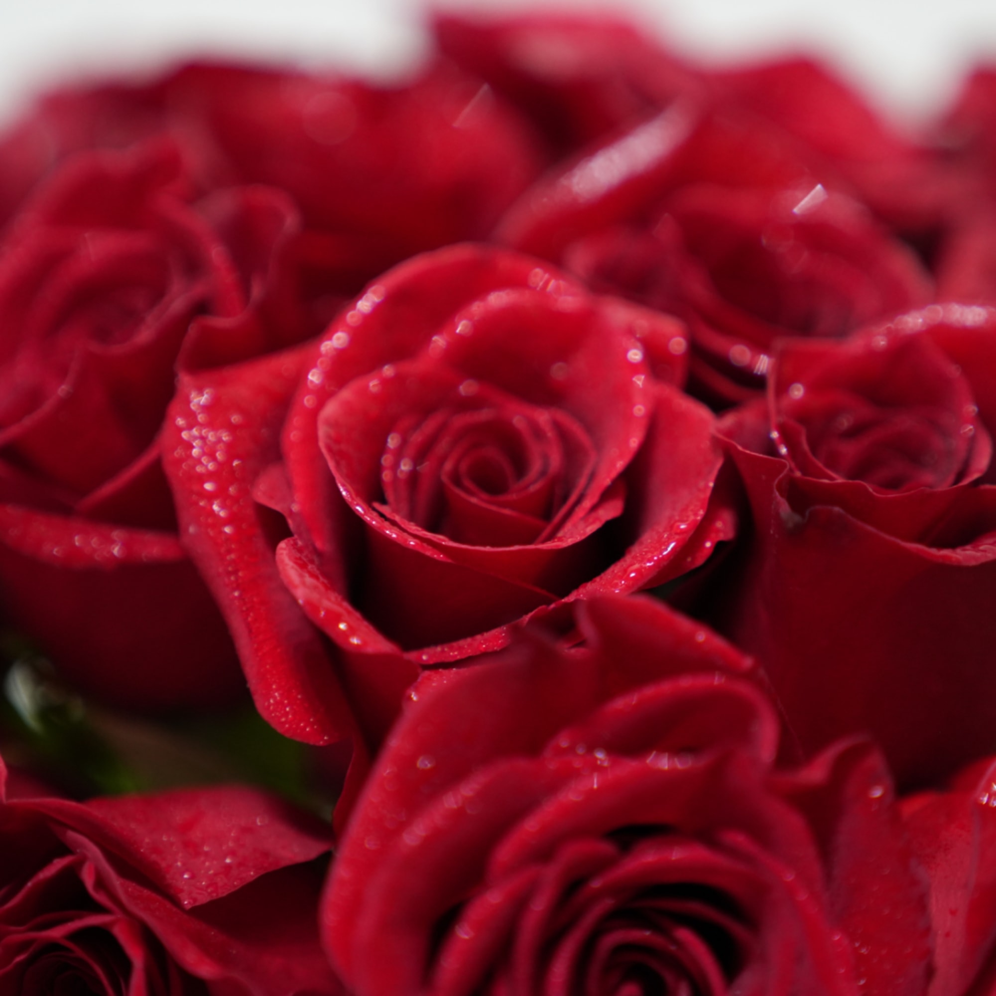 Close-up of red roses with tightly layered petals