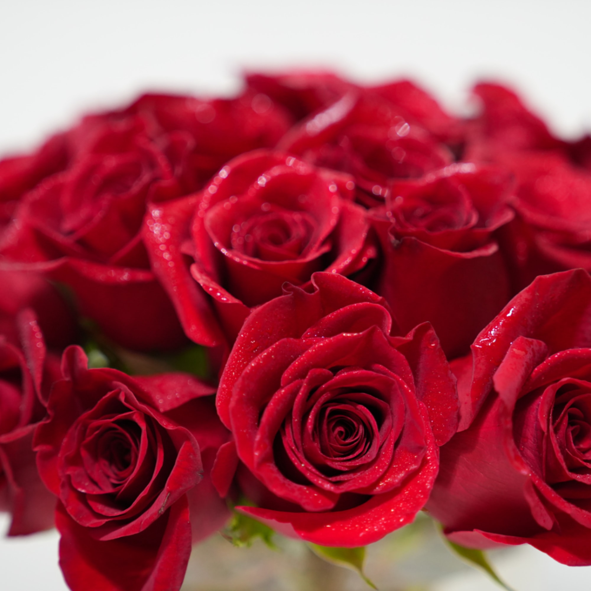 Close-up bouquet of red roses