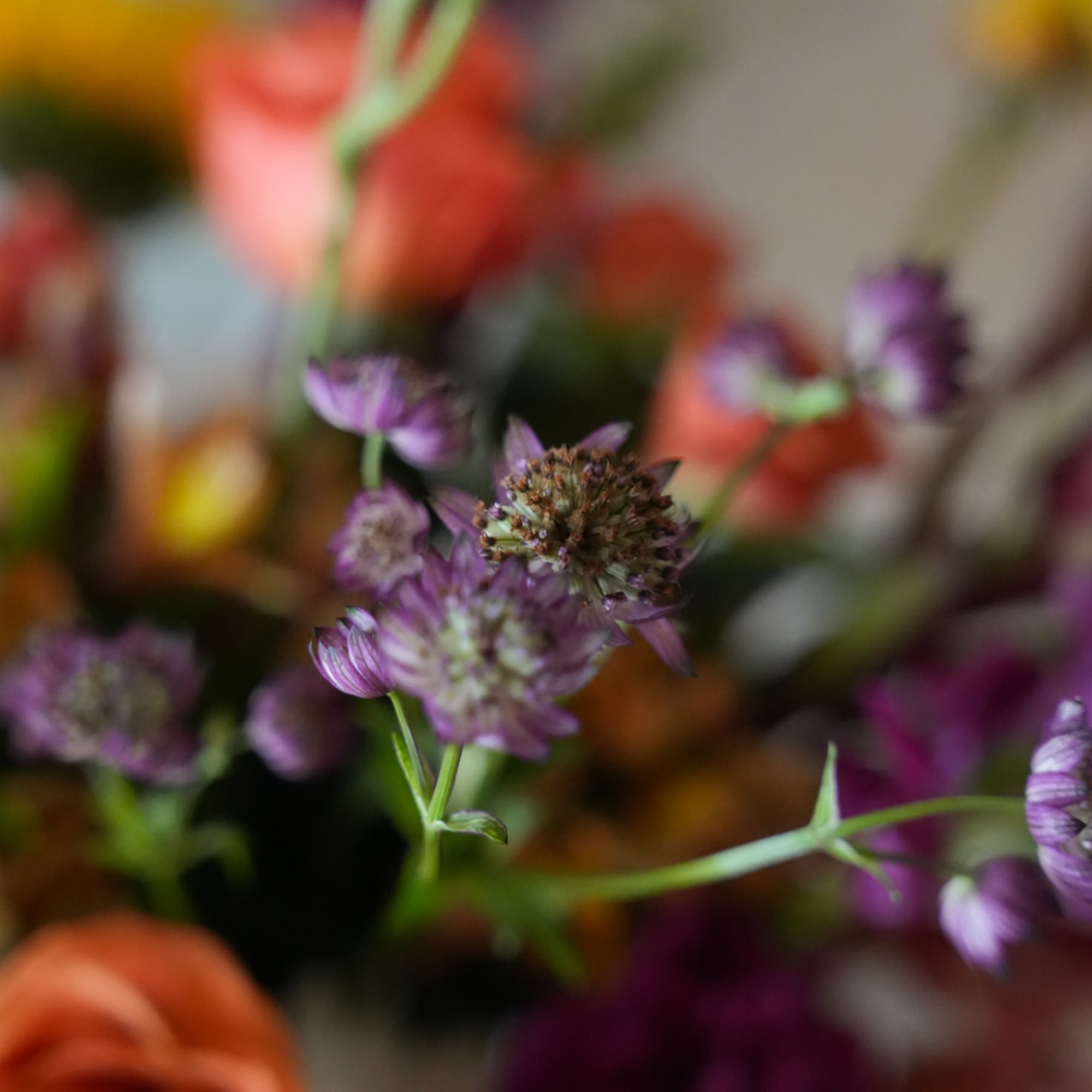 Purple star-shaped flowers in a mixed bouquet with blurred orange blooms