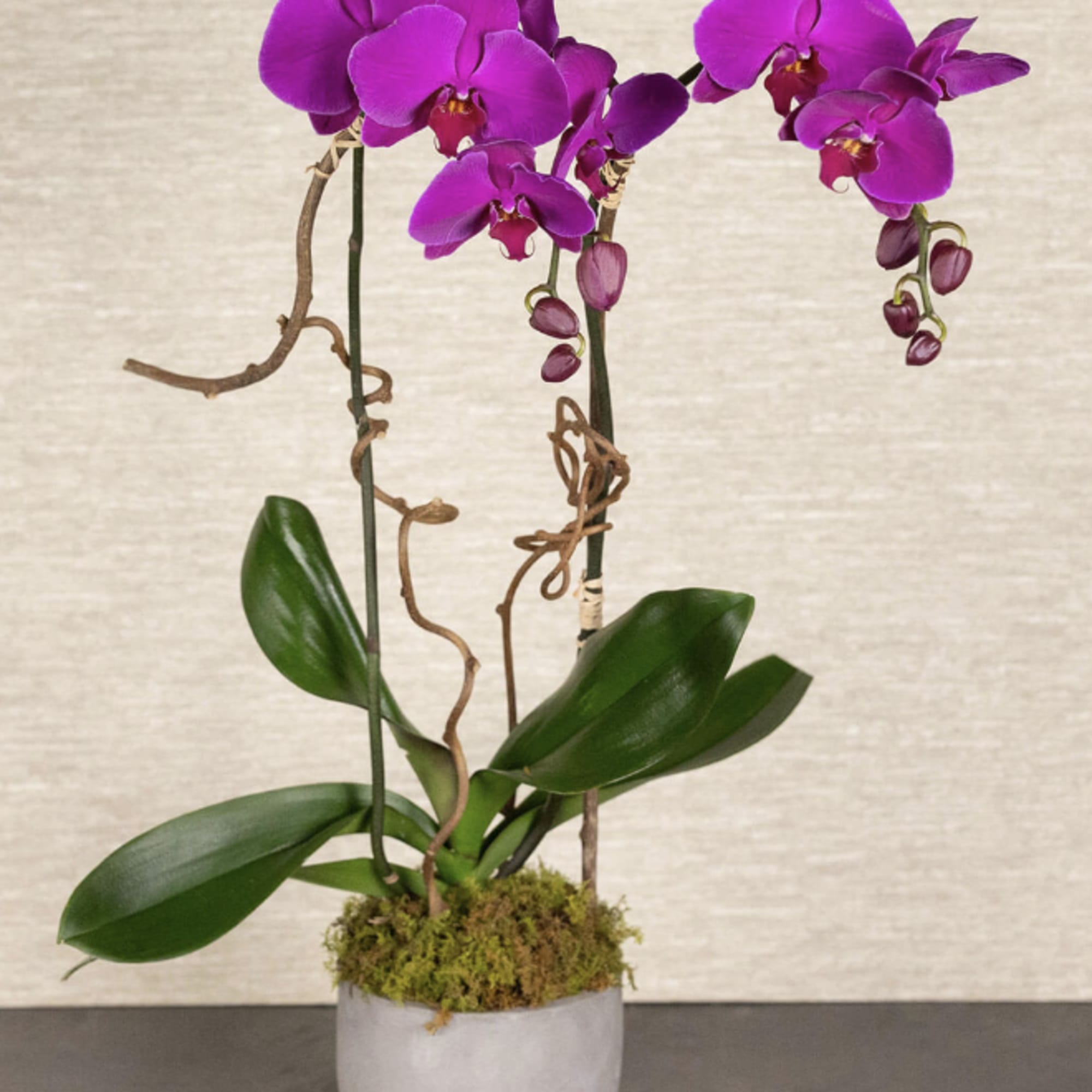 Two stems of phalaenopsis orchids in a silver pot, (container may vary).