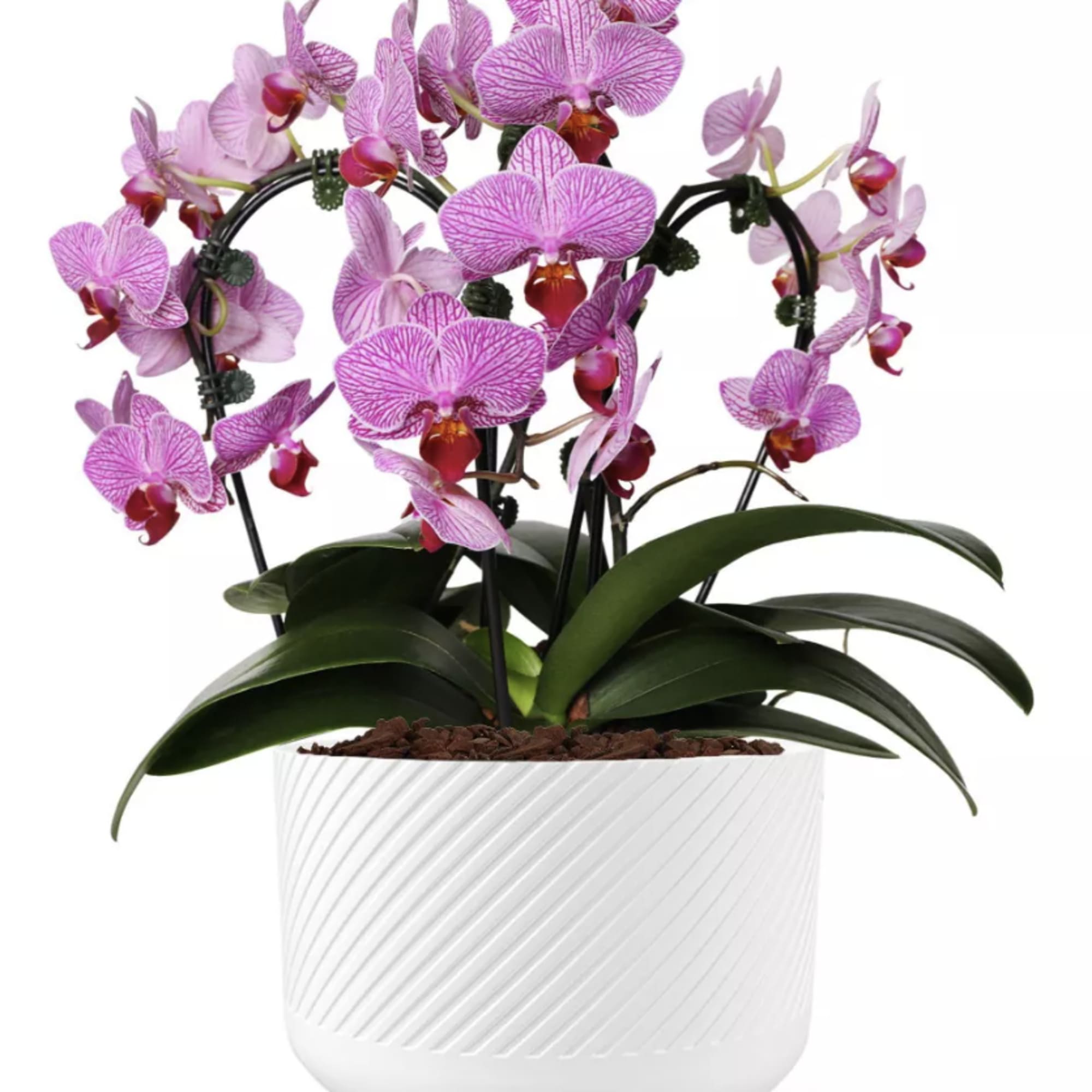 Two stems of phalaenopsis orchids in a silver pot, (container may vary).