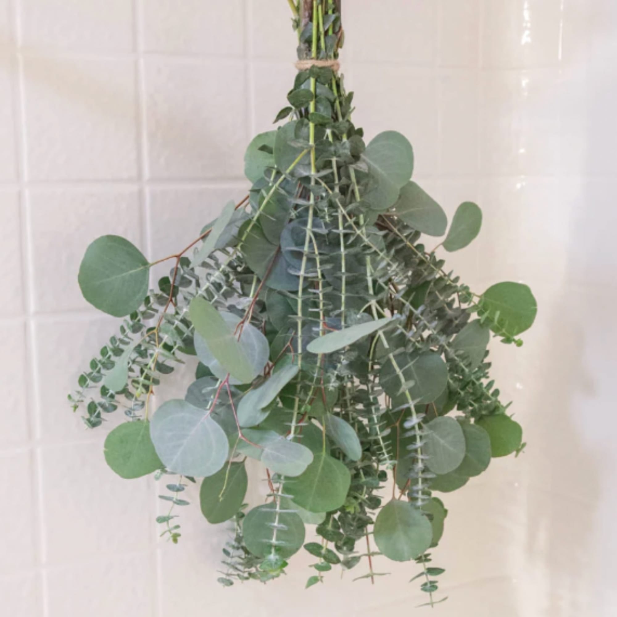 Hanging bundle of eucalyptus greenery against a light tiled background