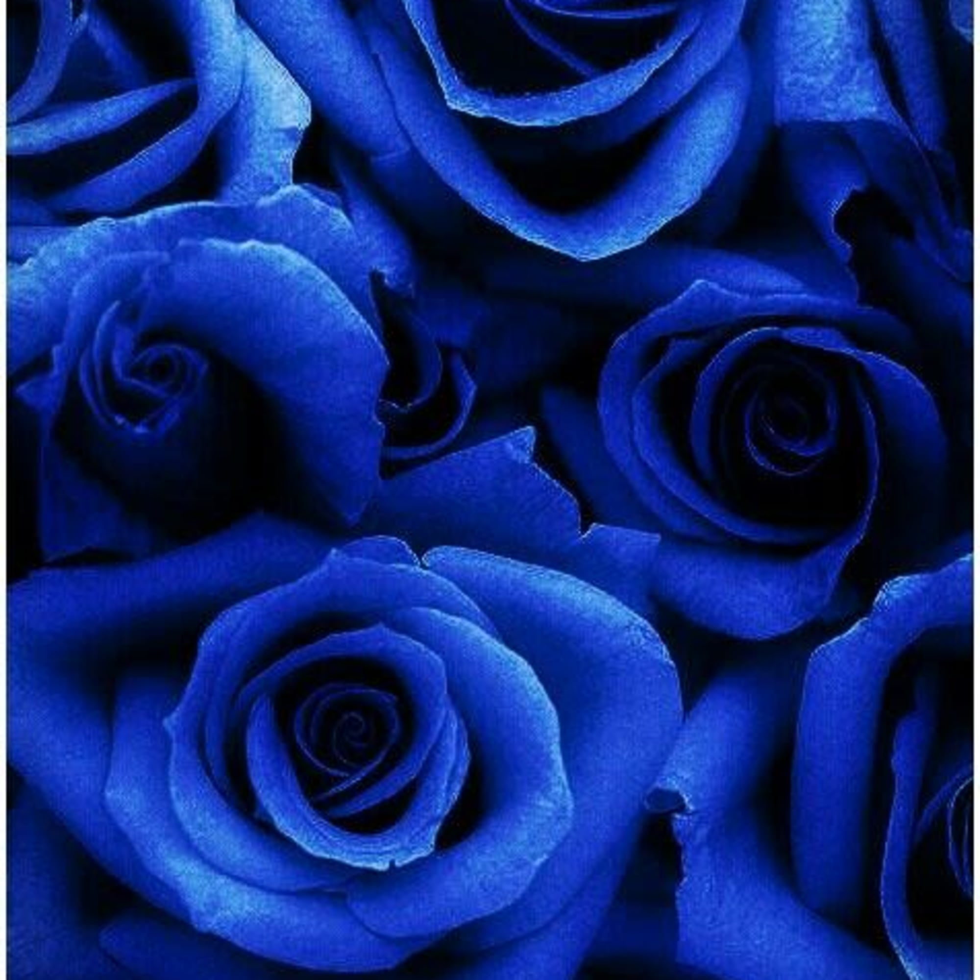 Close-up of vivid blue roses filling the frame
