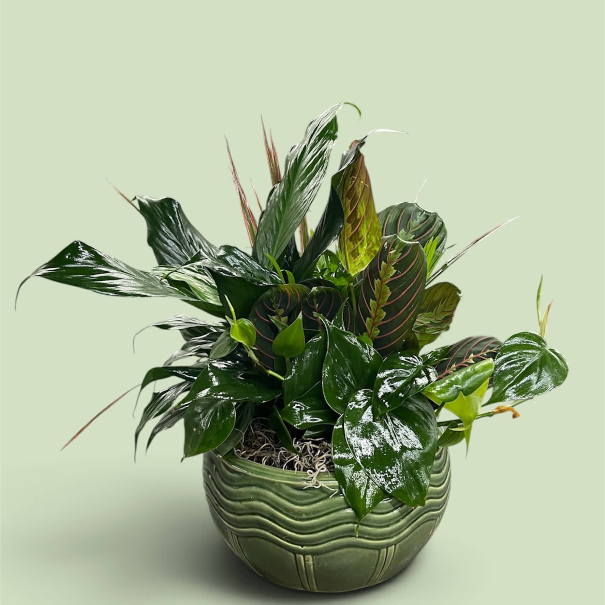 Potted green houseplant arrangement in a textured ceramic bowl