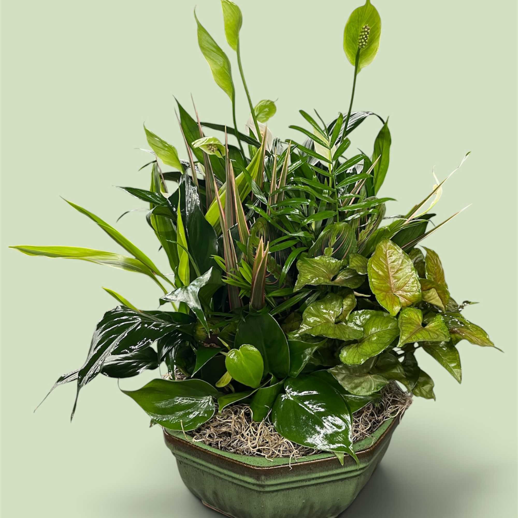 Mixed green houseplant arrangement in a ceramic planter