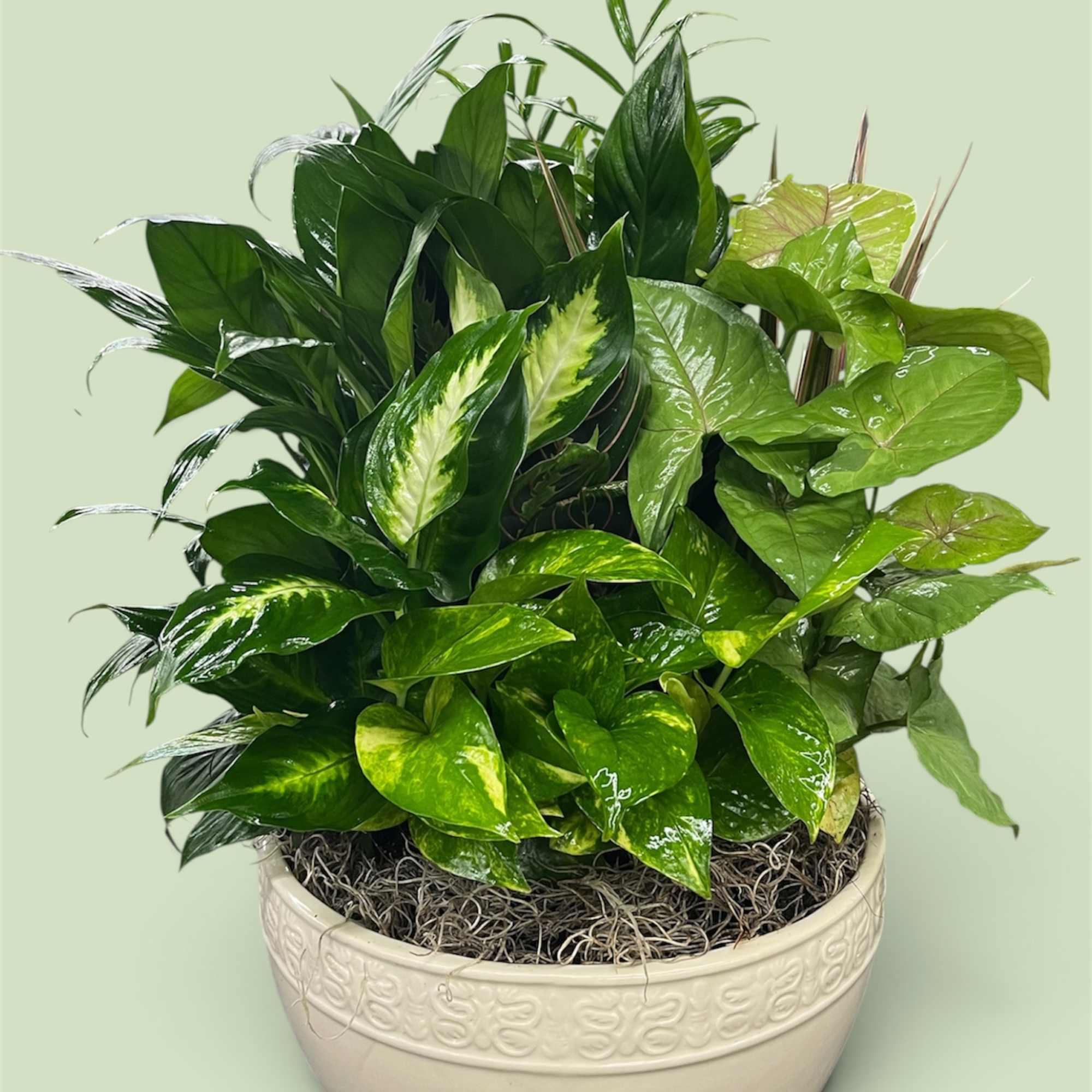 Potted green foliage arrangement in a cream ceramic bowl