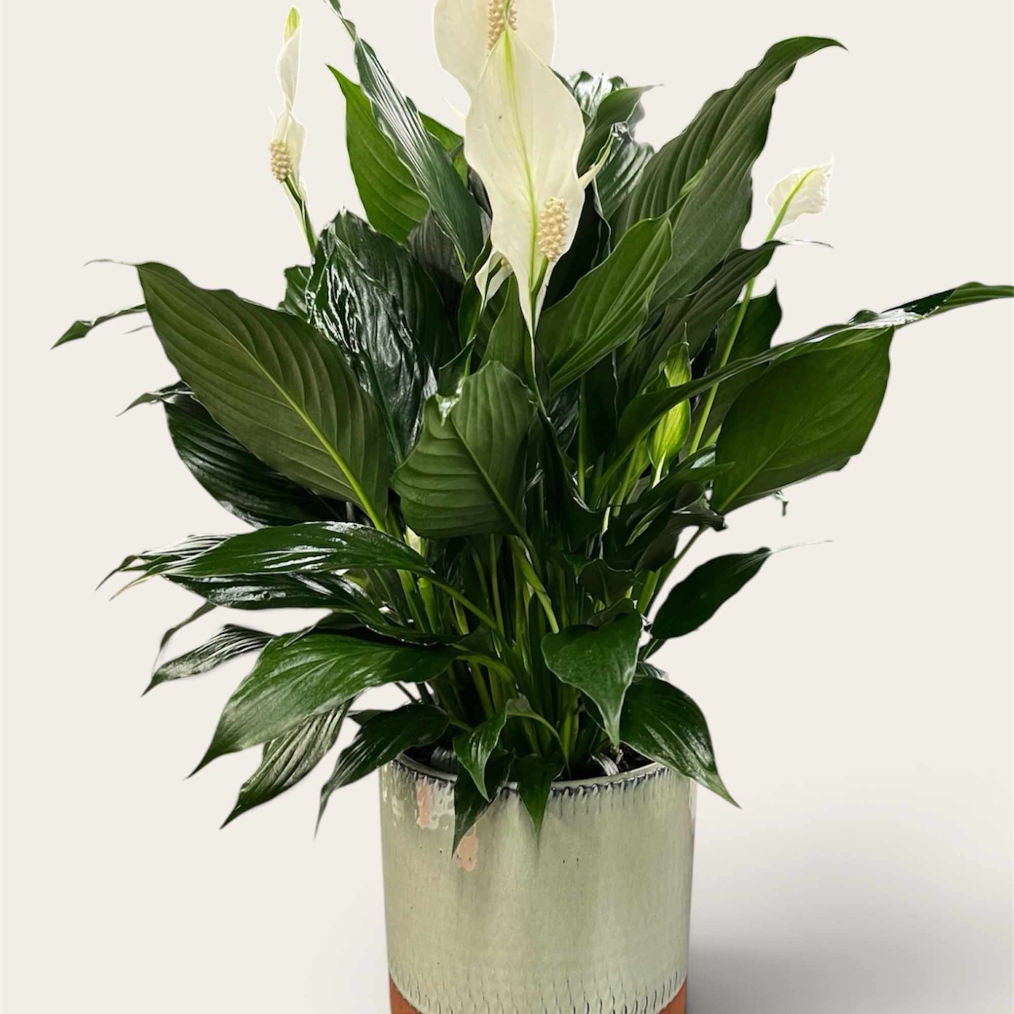 White peace lilies in a metallic planter with glossy green leaves