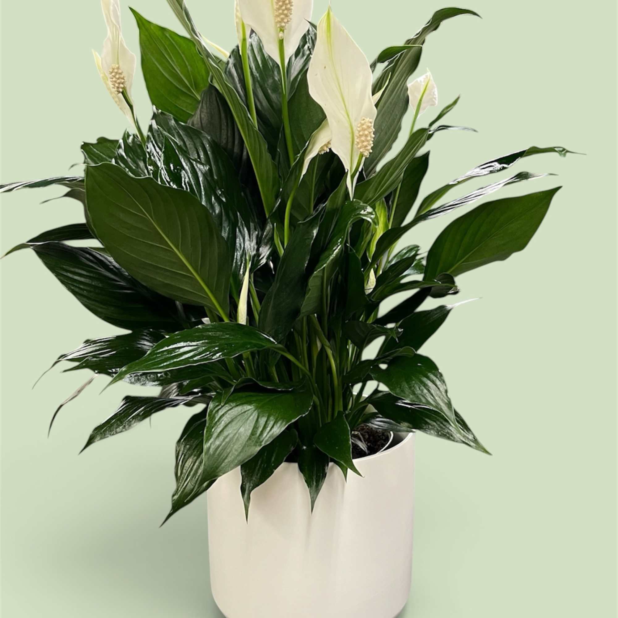 White peace lilies in a white pot
