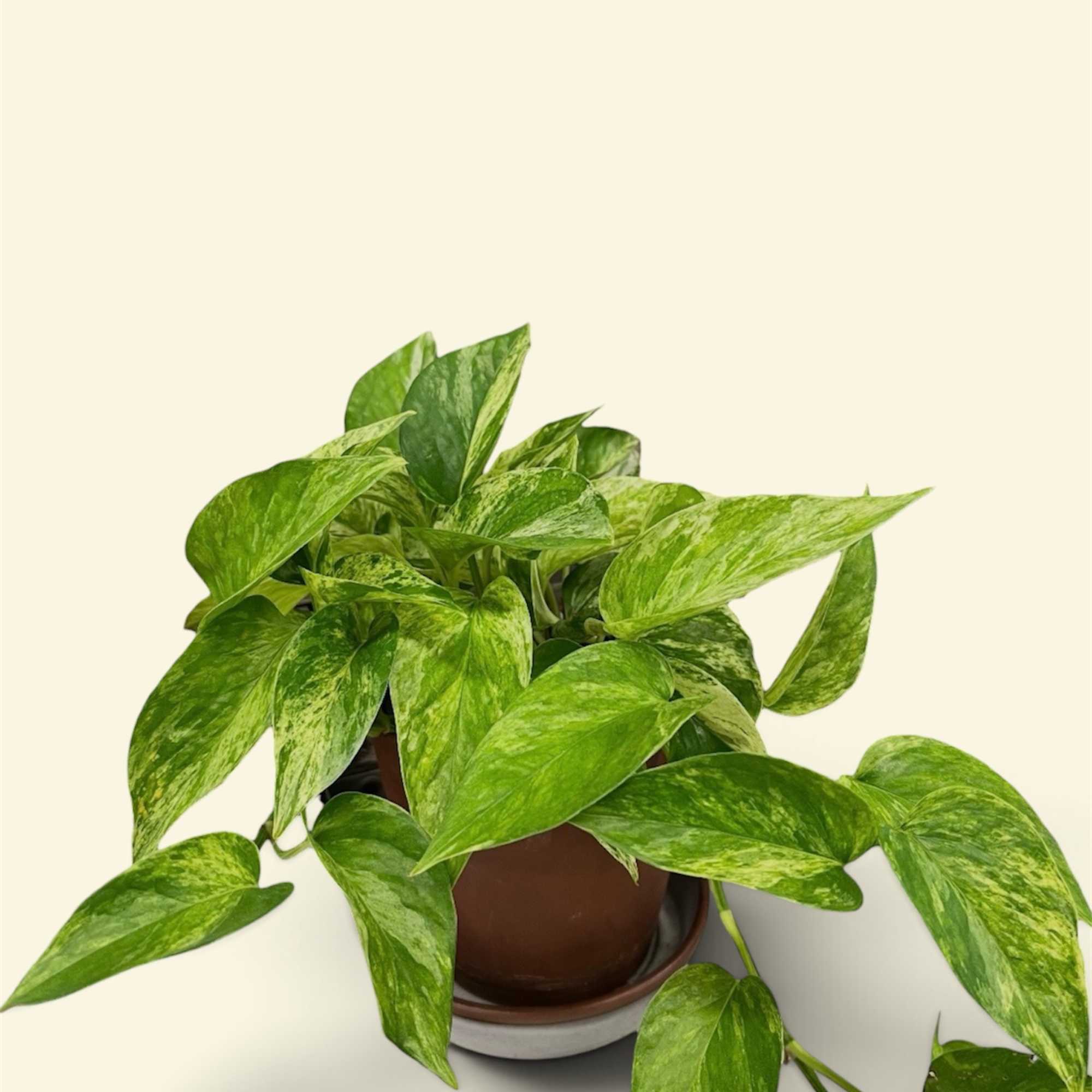Potted pothos plant with variegated green leaves