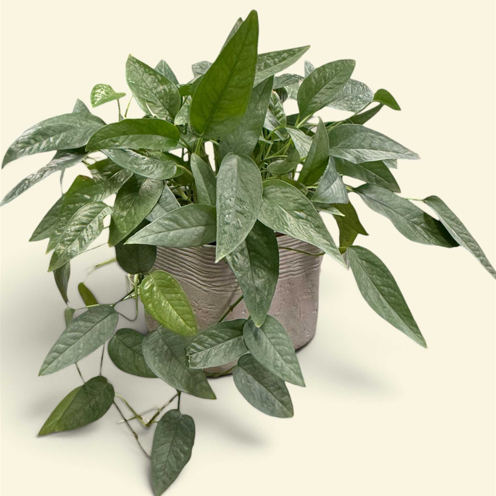 Potted trailing green houseplant in a textured gray pot