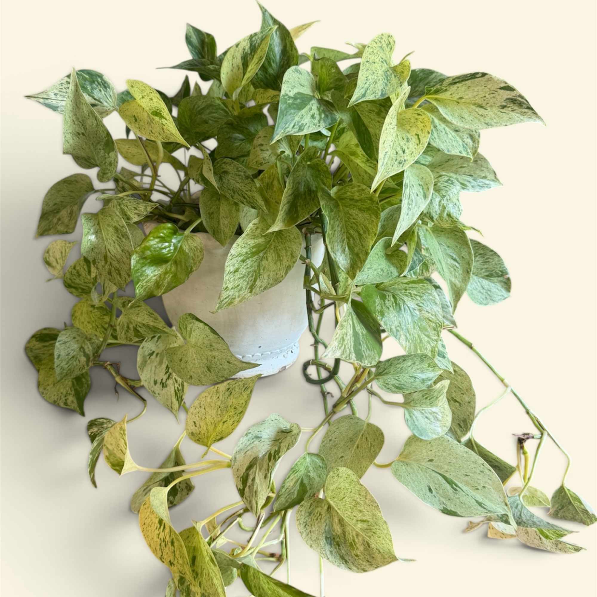 Trailing variegated pothos plant in a white pot