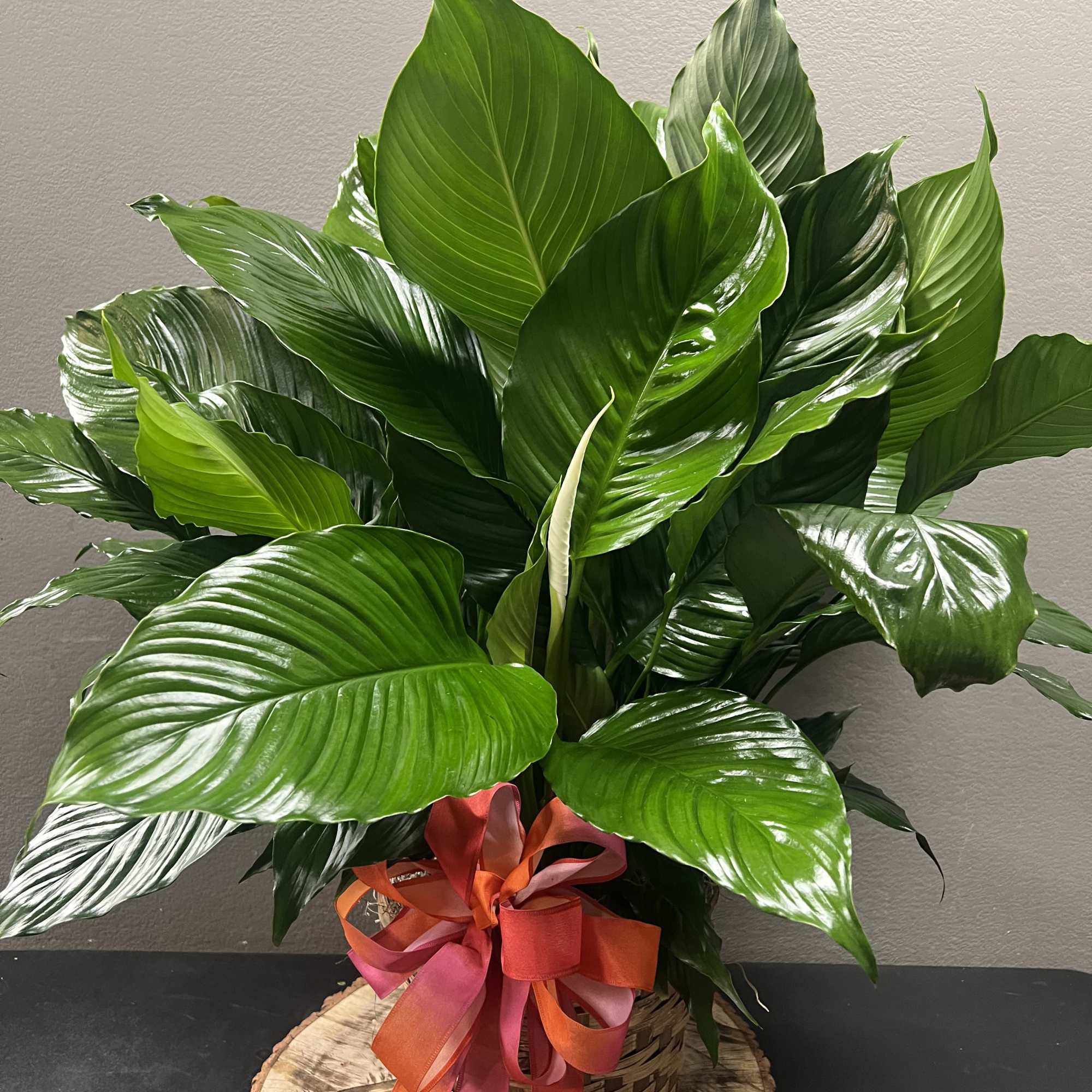 Lush green potted plant in a wicker basket with a ribbon bow