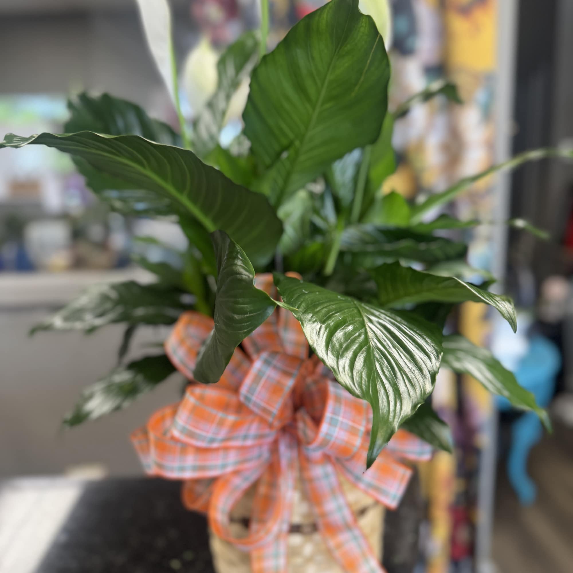 Potted peace lily with white blooms and a plaid ribbon