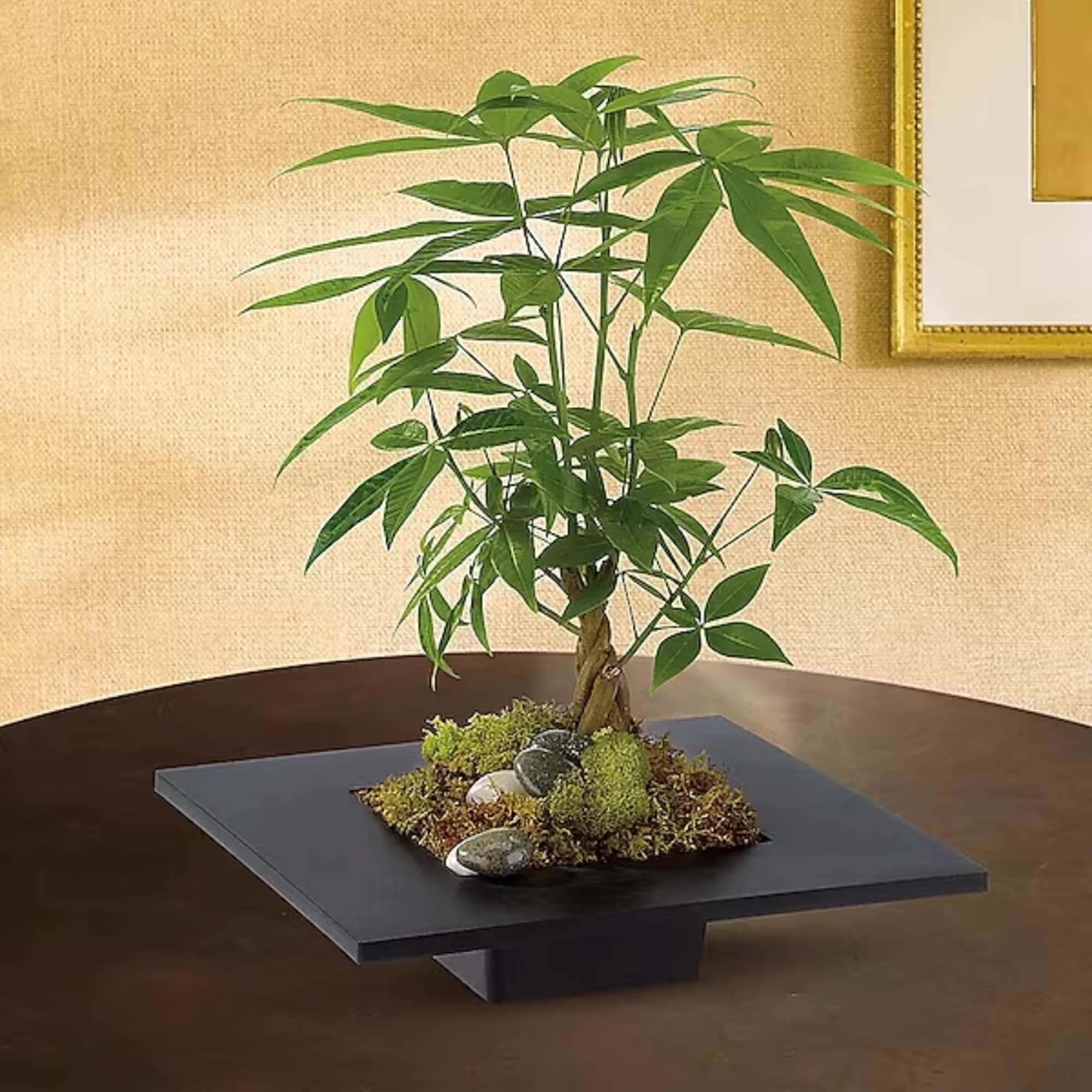 Potted money tree in a square black planter with moss and stones