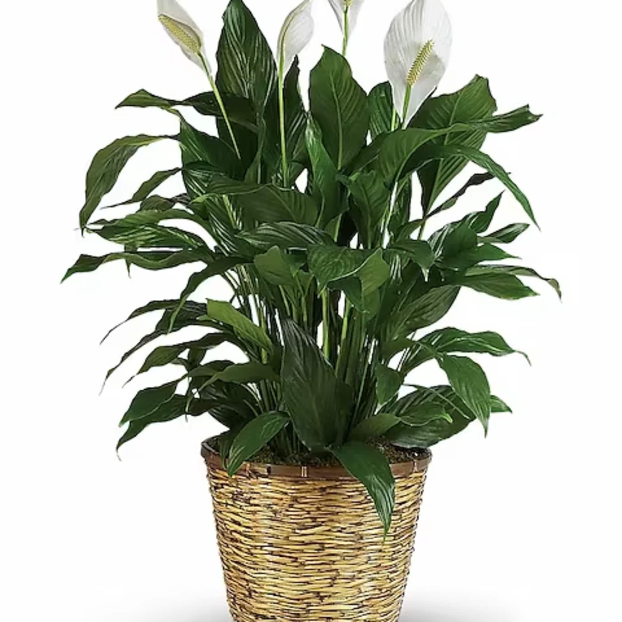 Potted peace lily with white blooms in a woven basket planter