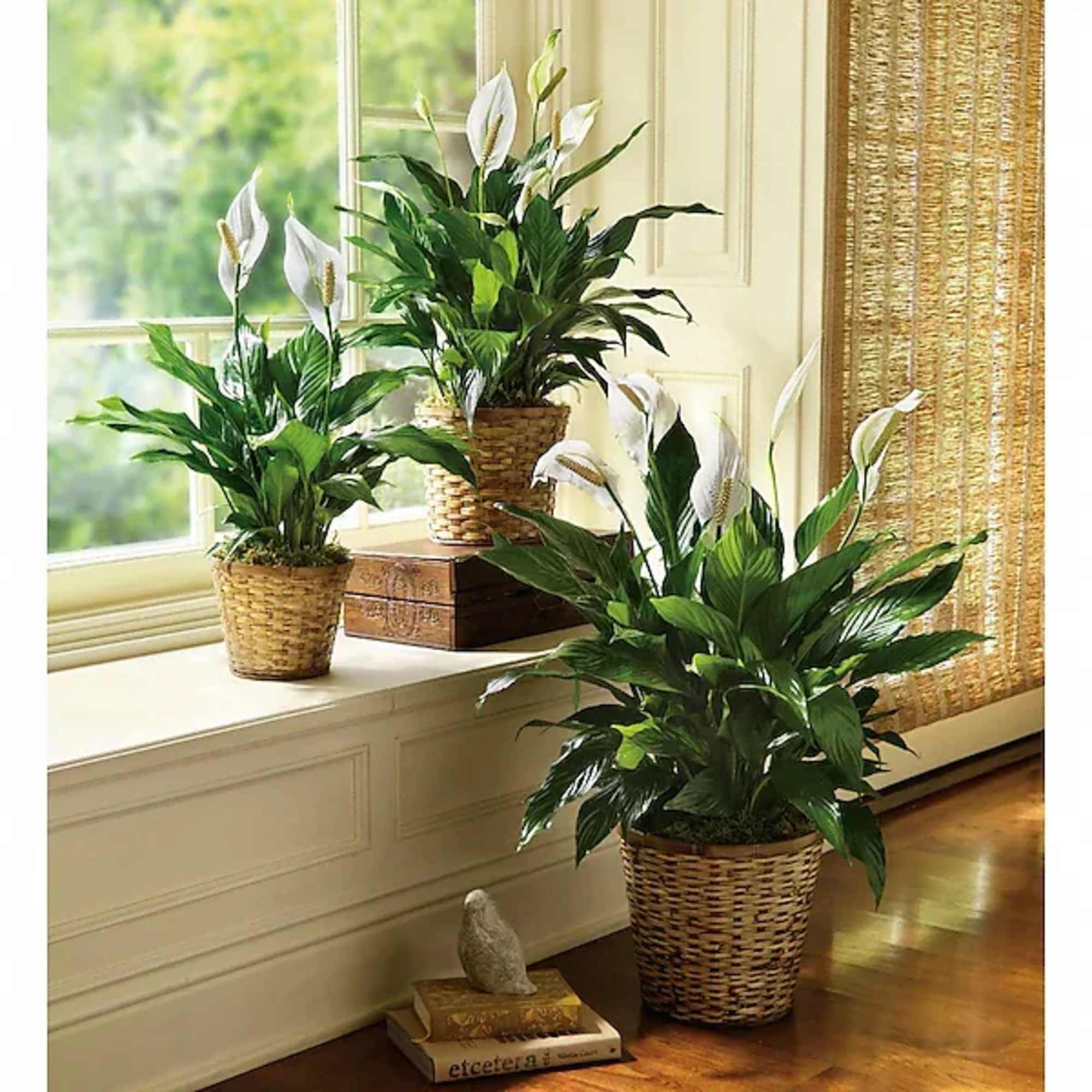 Three potted peace lilies in woven baskets by a window